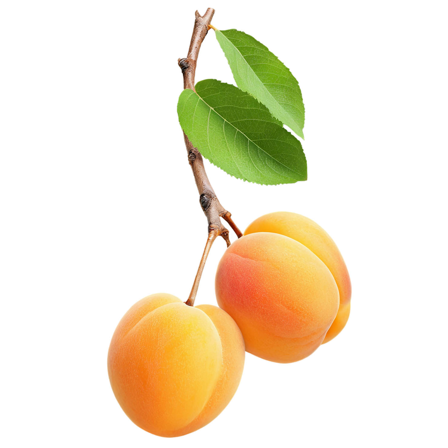 Apricot fruit with leaf isolated on transparent background #301