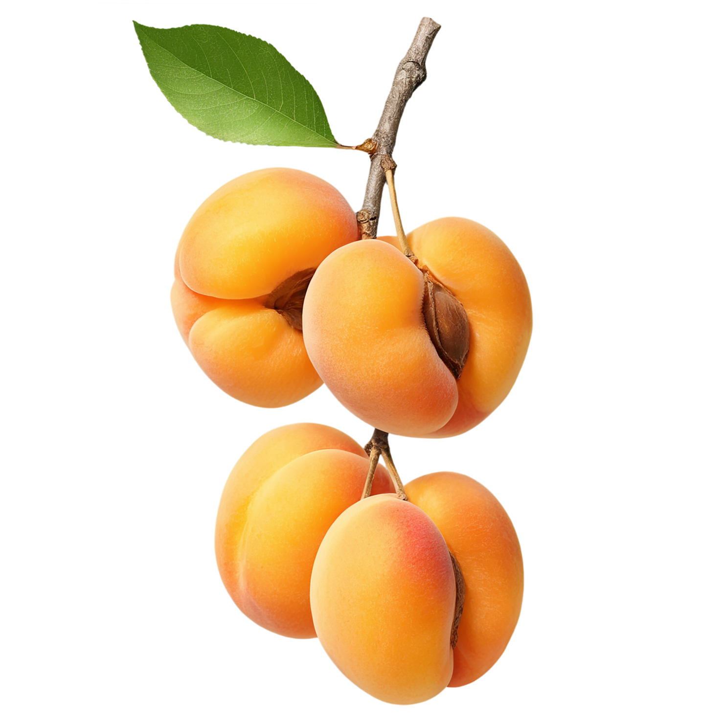 Apricot fruit with leaf isolated on transparent background #306