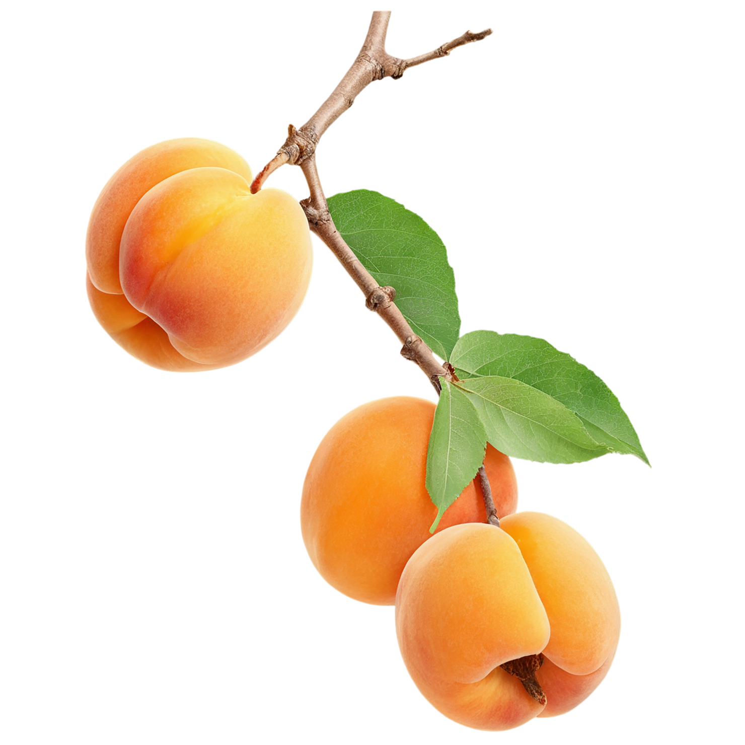 Apricot fruit with leaf isolated on transparent background #307