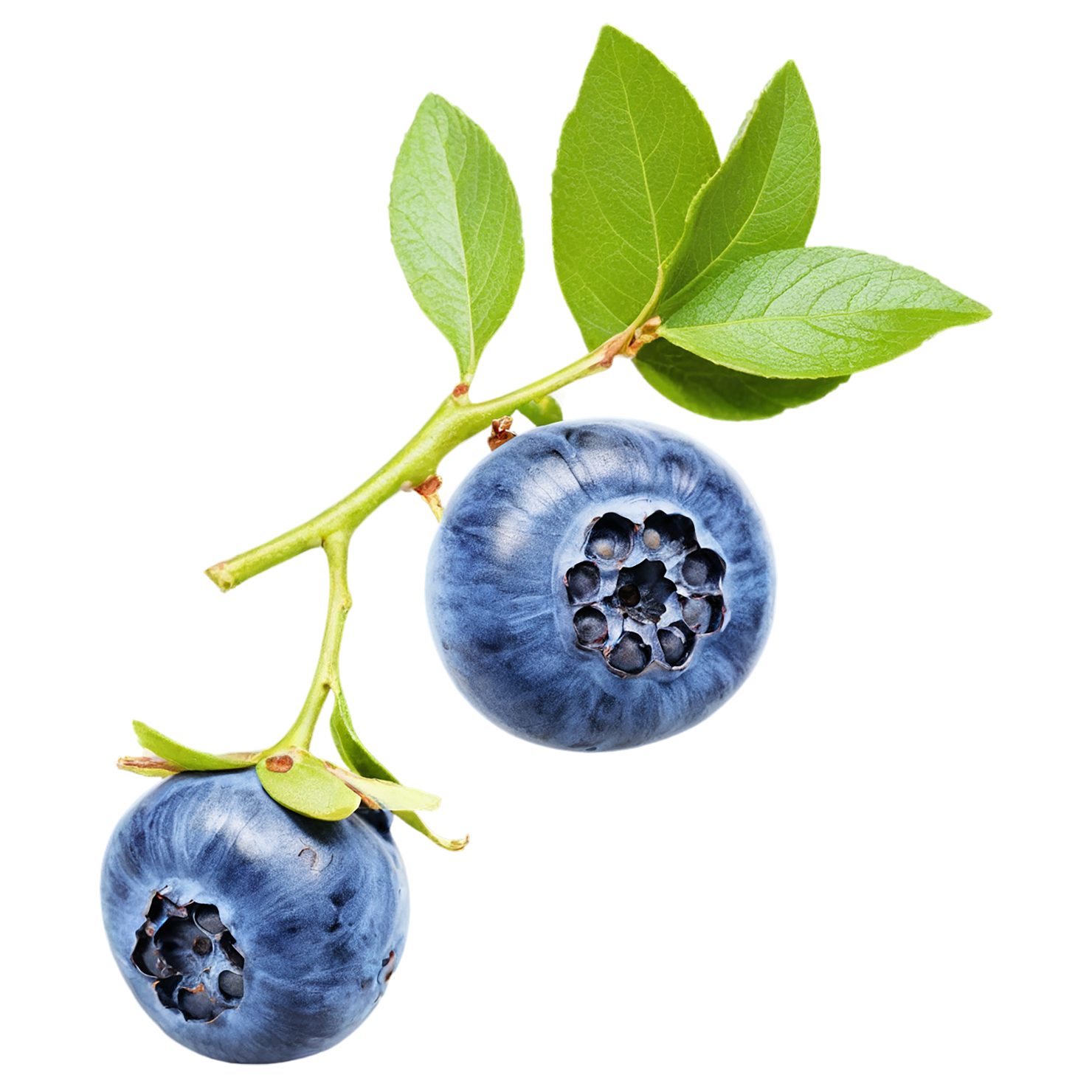 Blueberry fruit isolated on transparent background #506