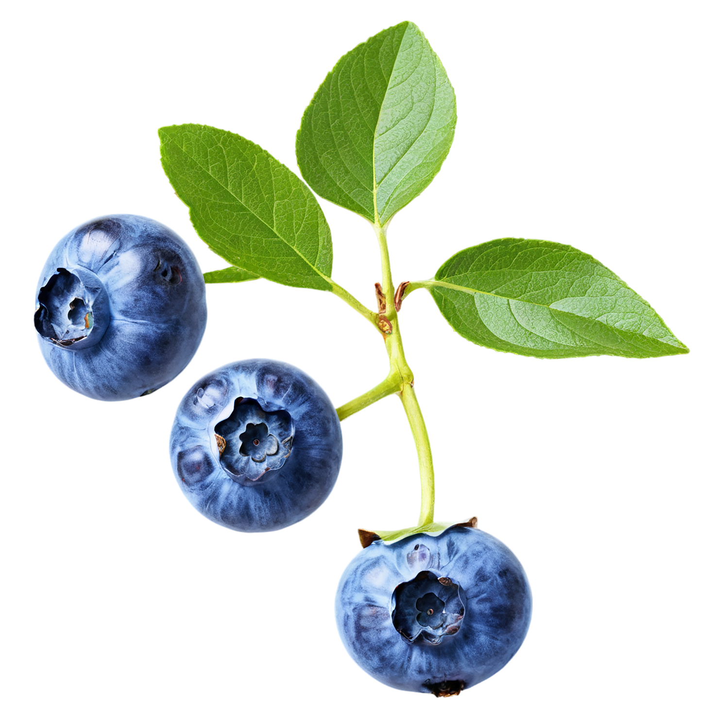 Blueberry fruit isolated on transparent background #507