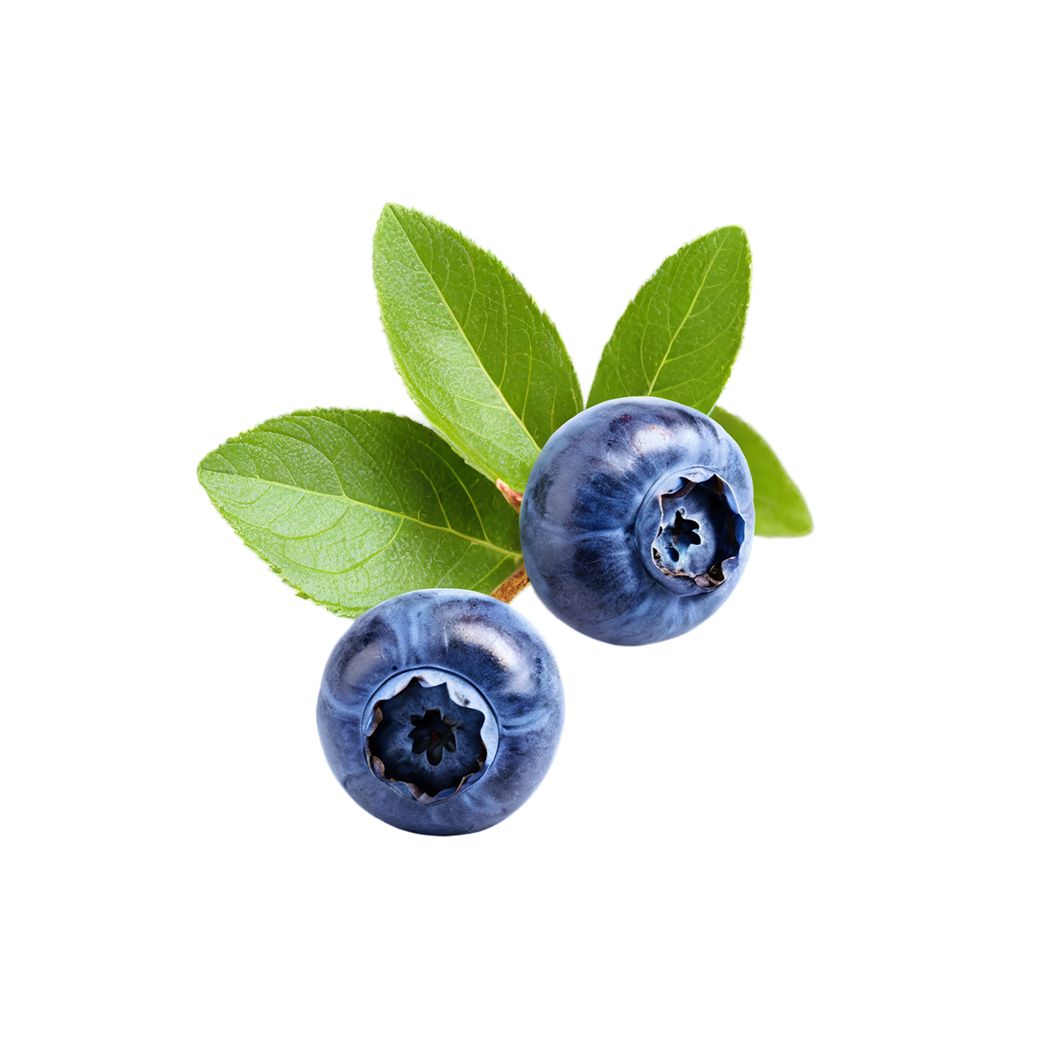 Blueberry fruit isolated on transparent background #521