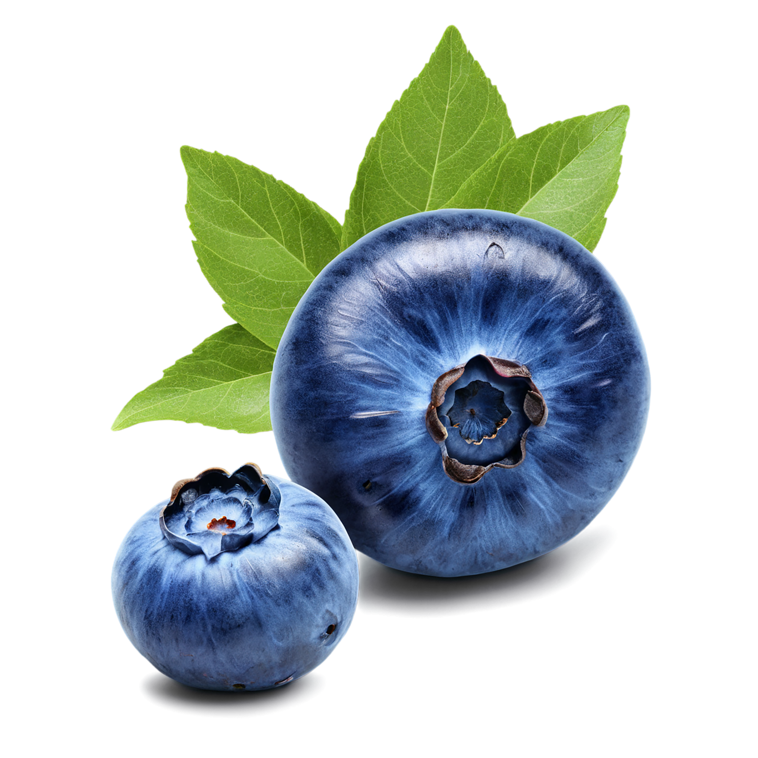 Blueberry fruit isolated on transparent background #522