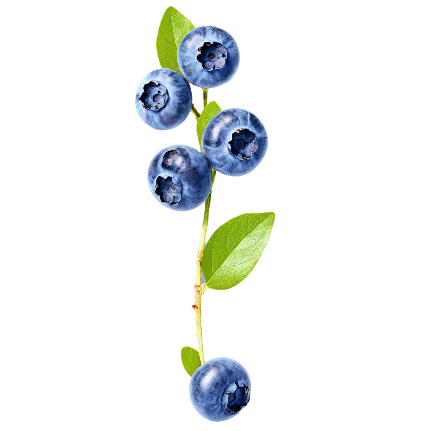Blueberry fruit isolated on transparent background #526