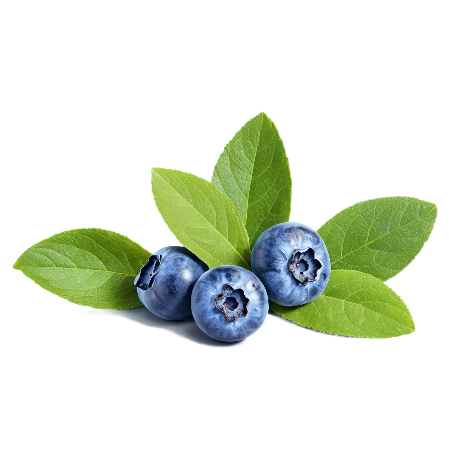 Blueberry fruit isolated on transparent background #547
