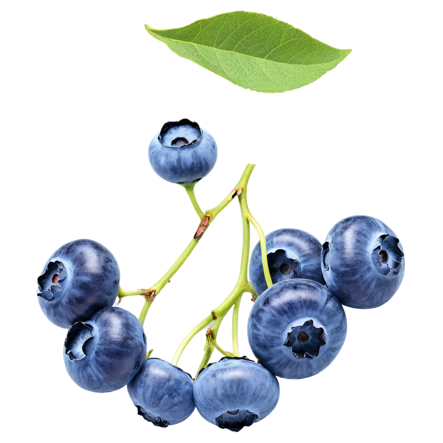 Blueberry fruit isolated on transparent background #548