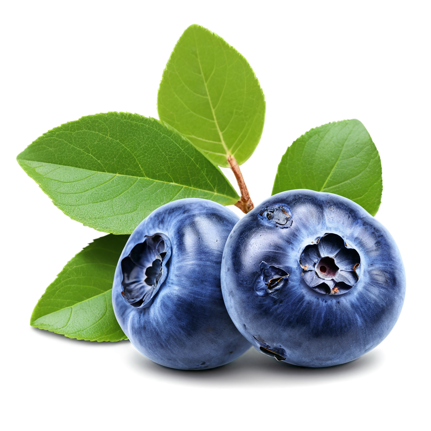 Blueberry fruit isolated on transparent background #557