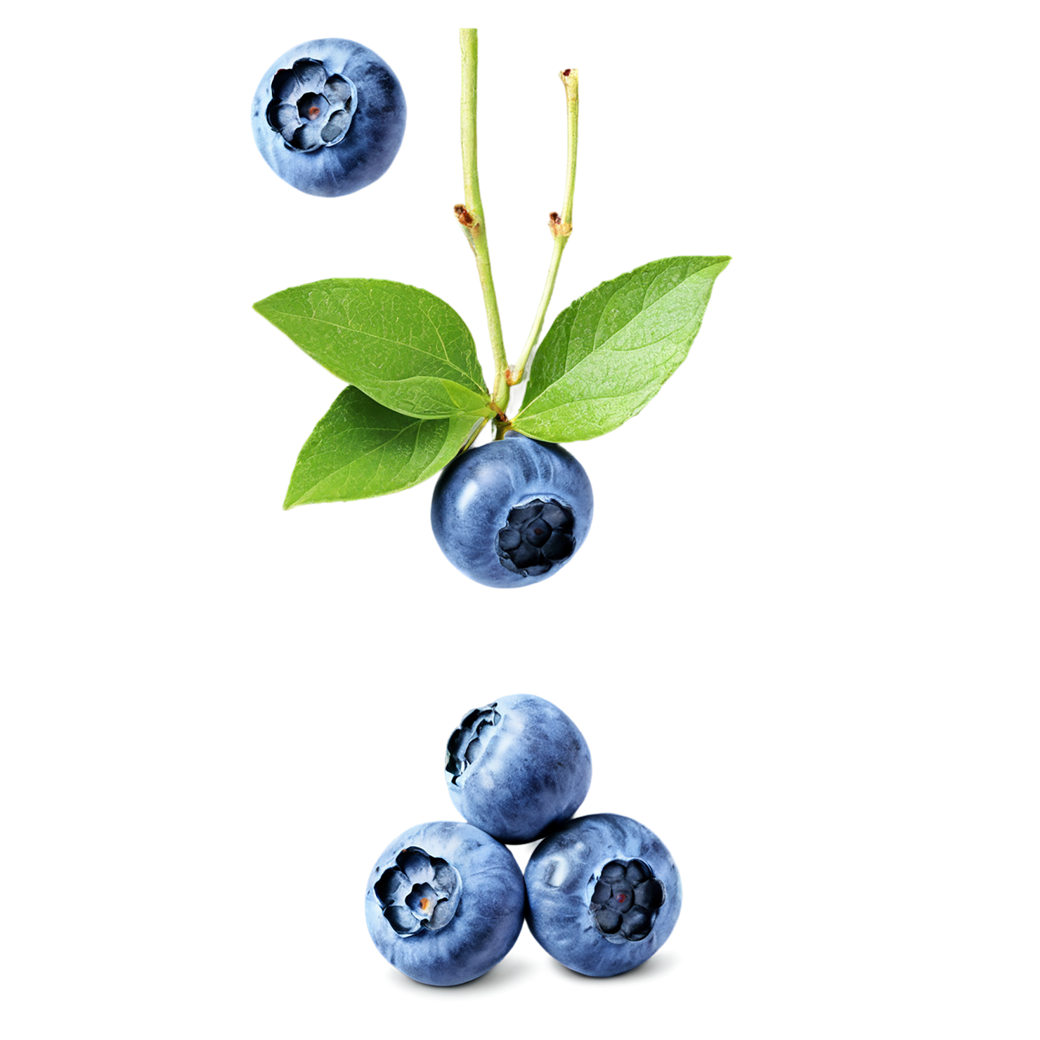 Blueberry fruit isolated on transparent background #564