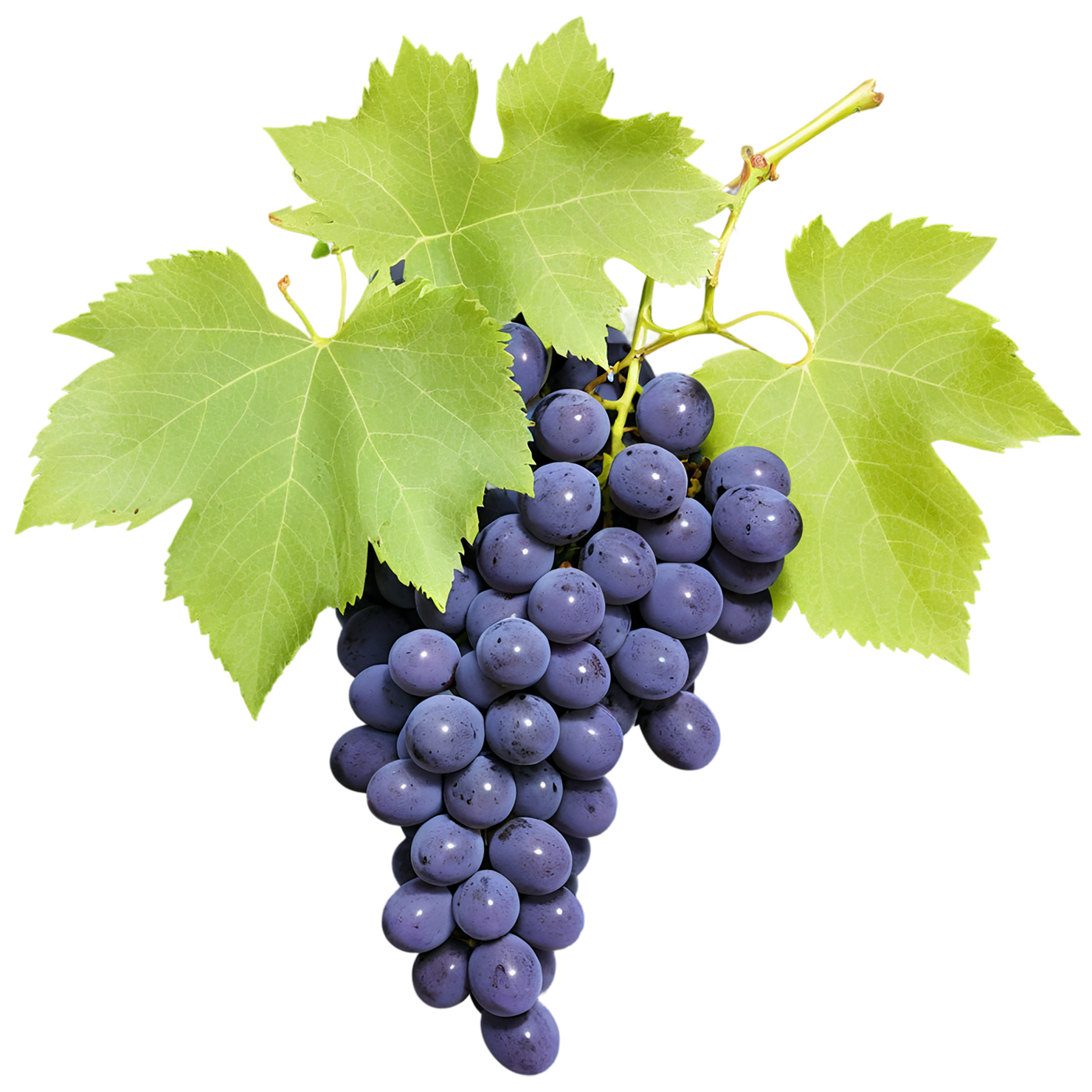 Grapes fruit isolated on transparent background #688