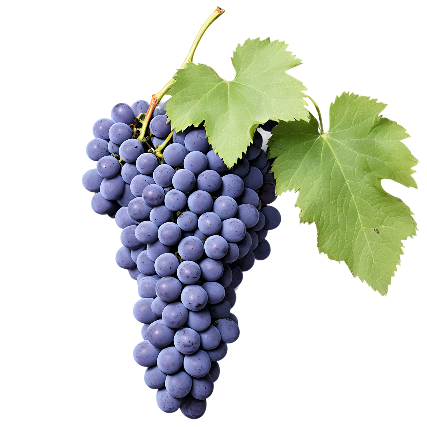 Grapes fruit isolated on transparent background #721