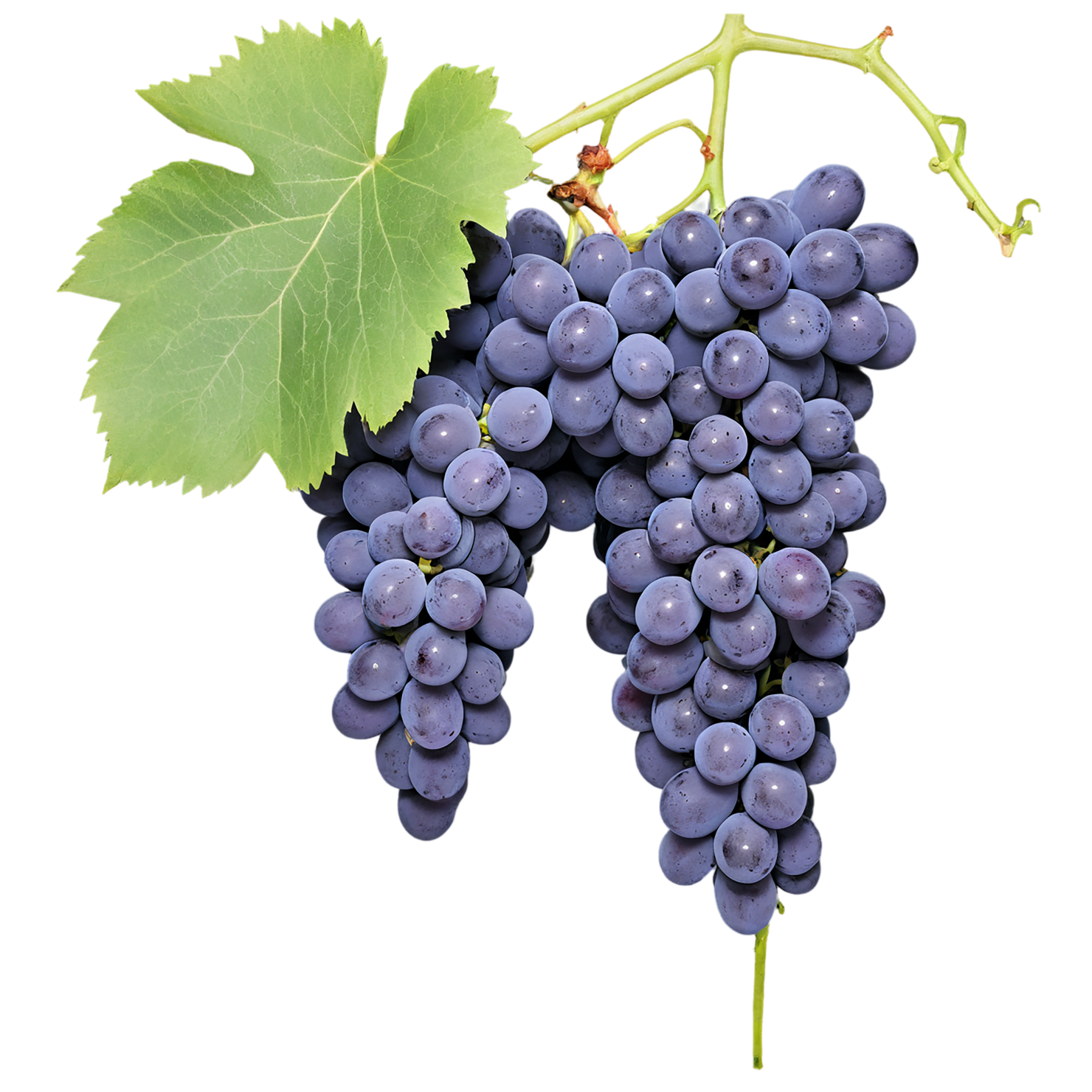 Grapes fruit isolated on transparent background #732