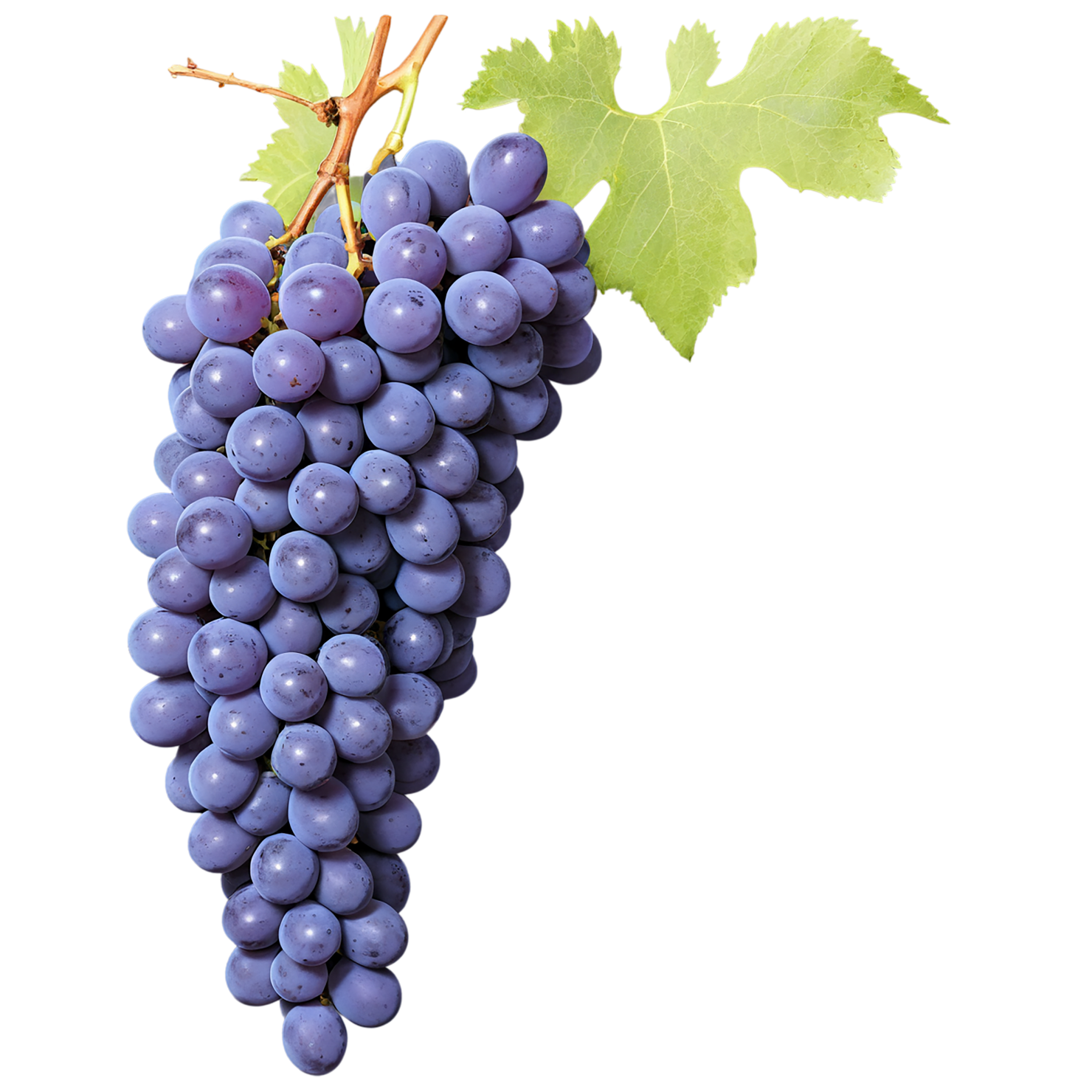 Grapes fruit isolated on transparent background #752
