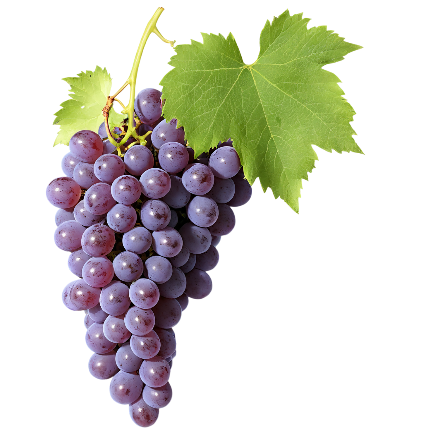 Grapes fruit isolated on transparent background #758