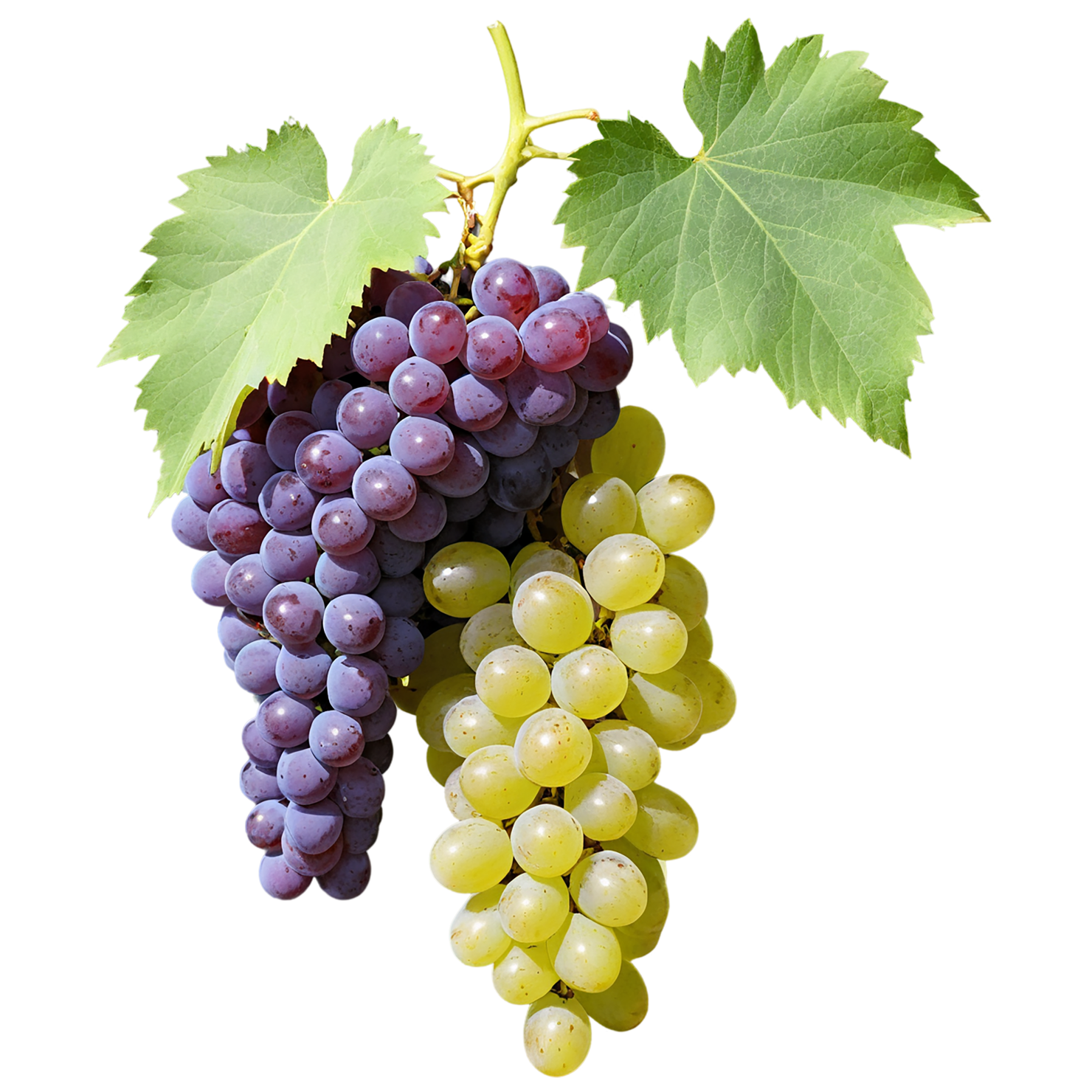 Grapes fruit isolated on transparent background #759