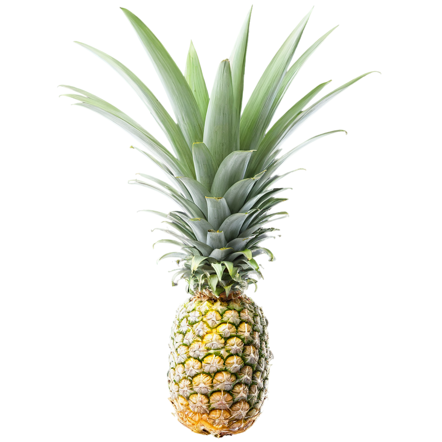 Pineapple fruit isolated on transparent background #1446