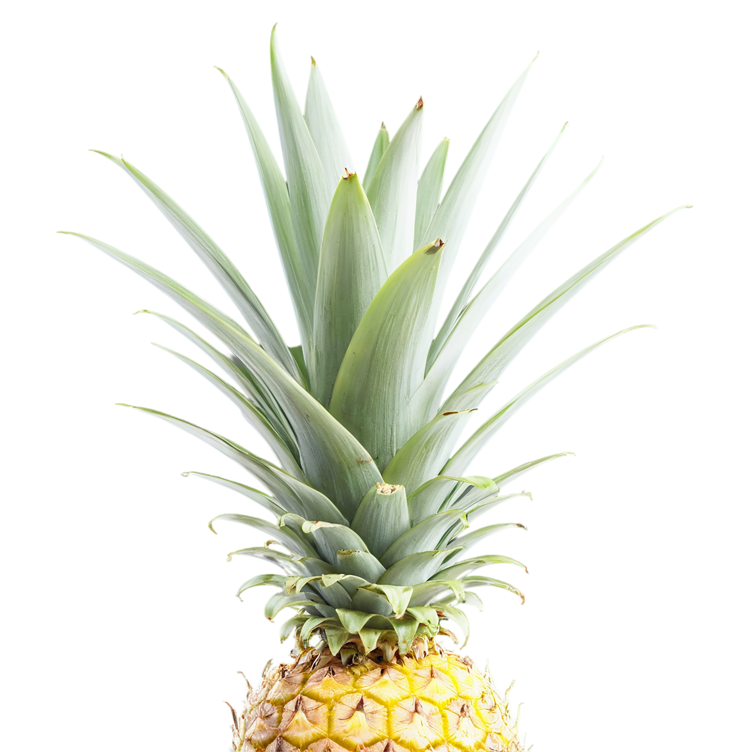 Pineapple fruit isolated on transparent background #1451