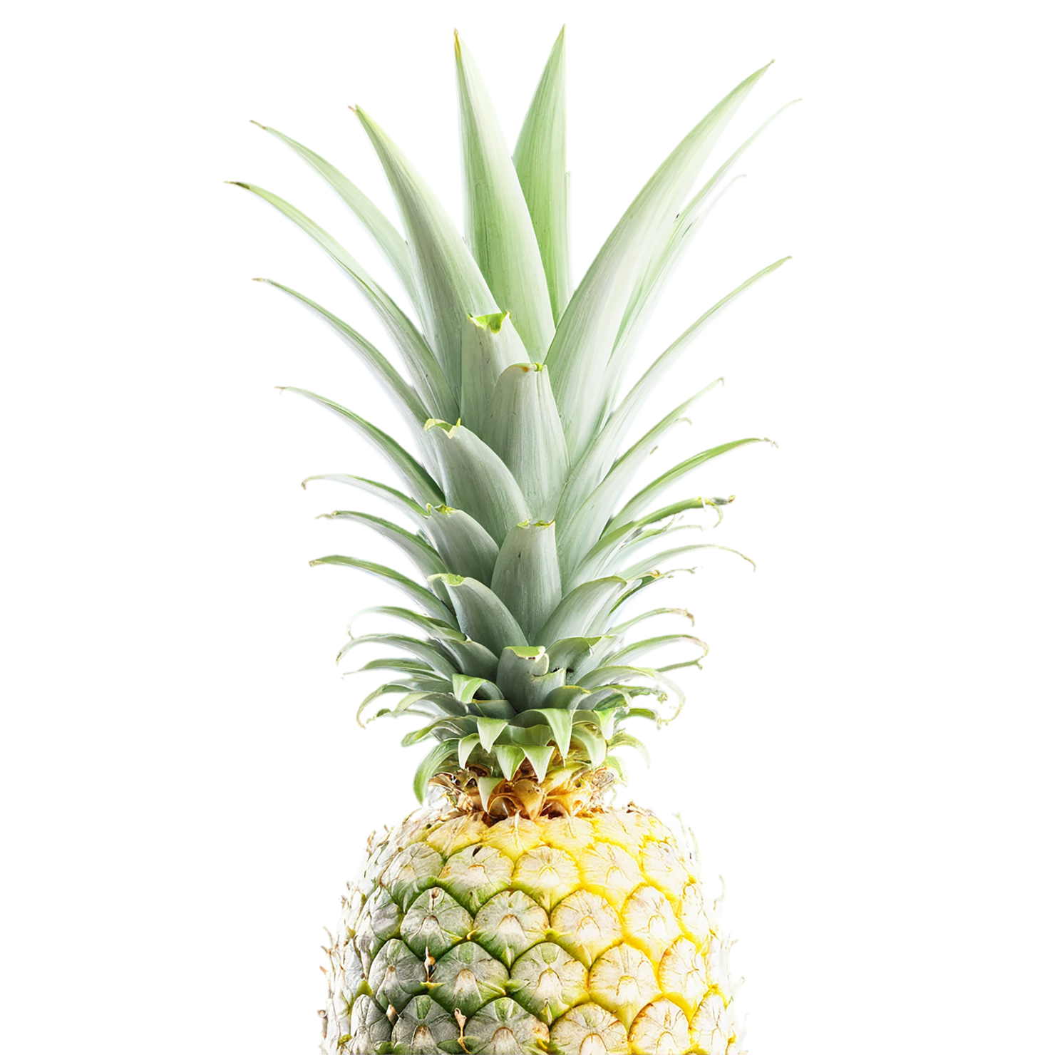 Pineapple fruit isolated on transparent background #1497