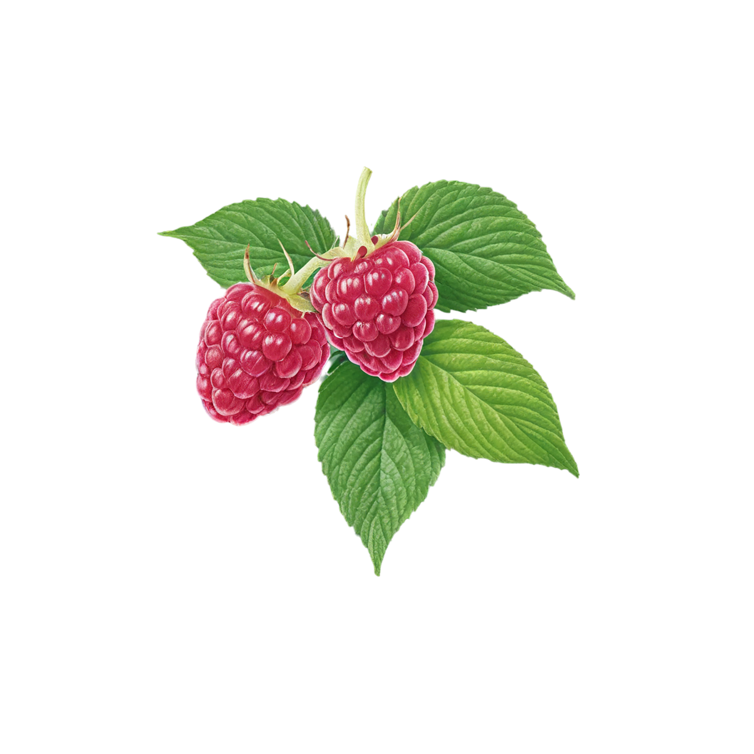Raspberry fruit with leaf isolated on transparent background #1632