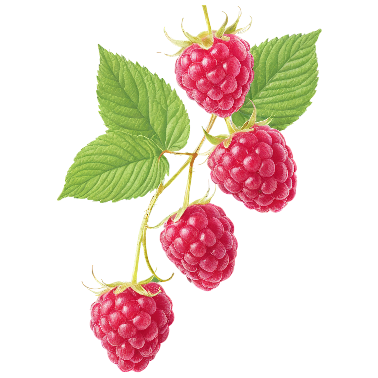 Raspberry fruit with leaf isolated on transparent background #1694