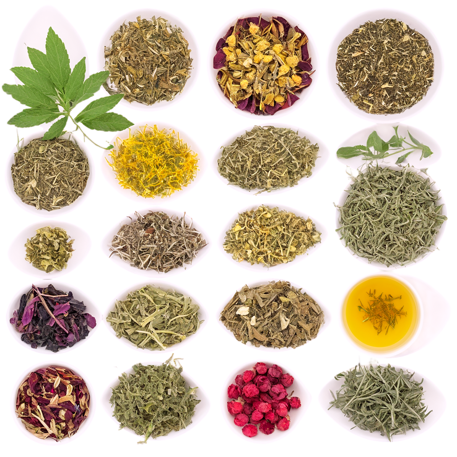Herbal isolated on transparent background #2198
