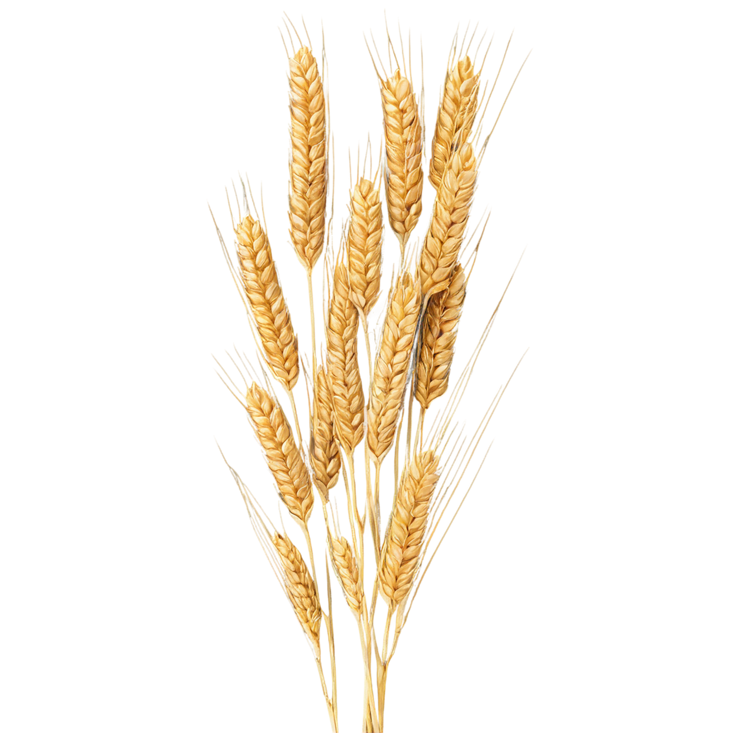 Wheat grains isolated on transparent background #5326