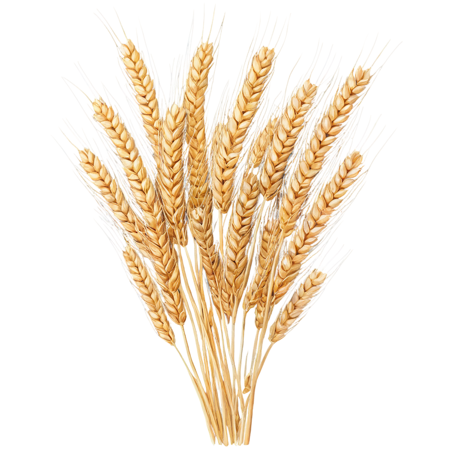 Wheat grains isolated on transparent background #5327