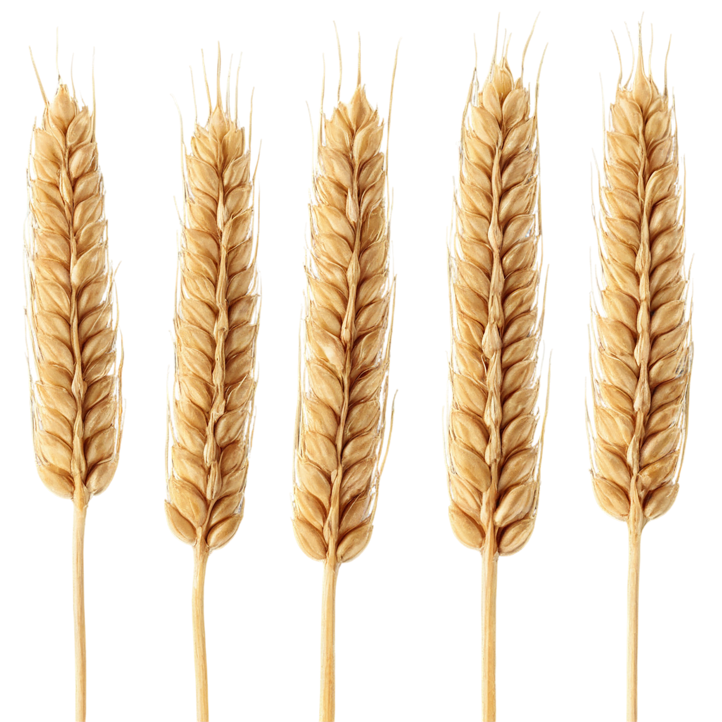 Wheat grains isolated on transparent background #5328