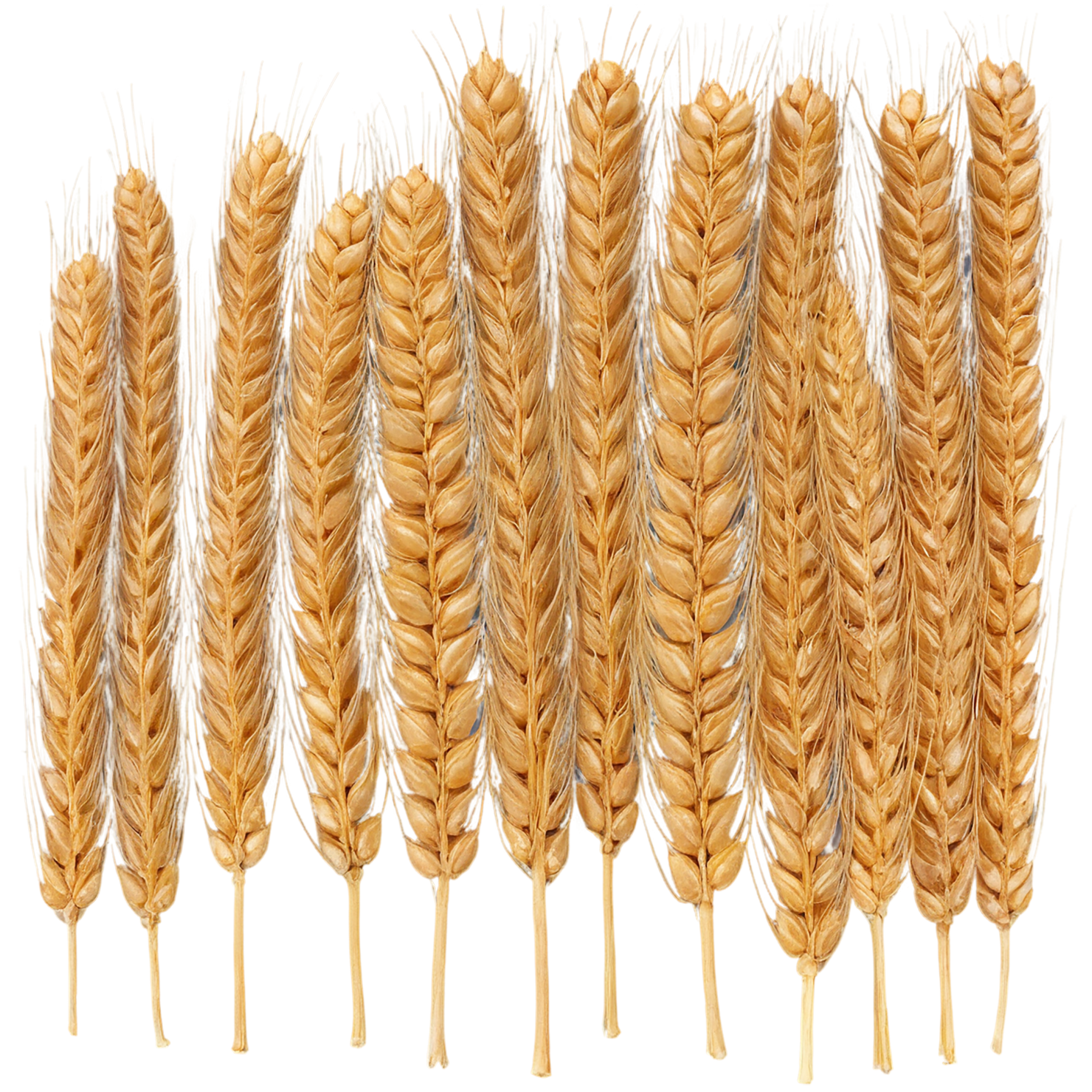 Wheat grains isolated on transparent background #5329