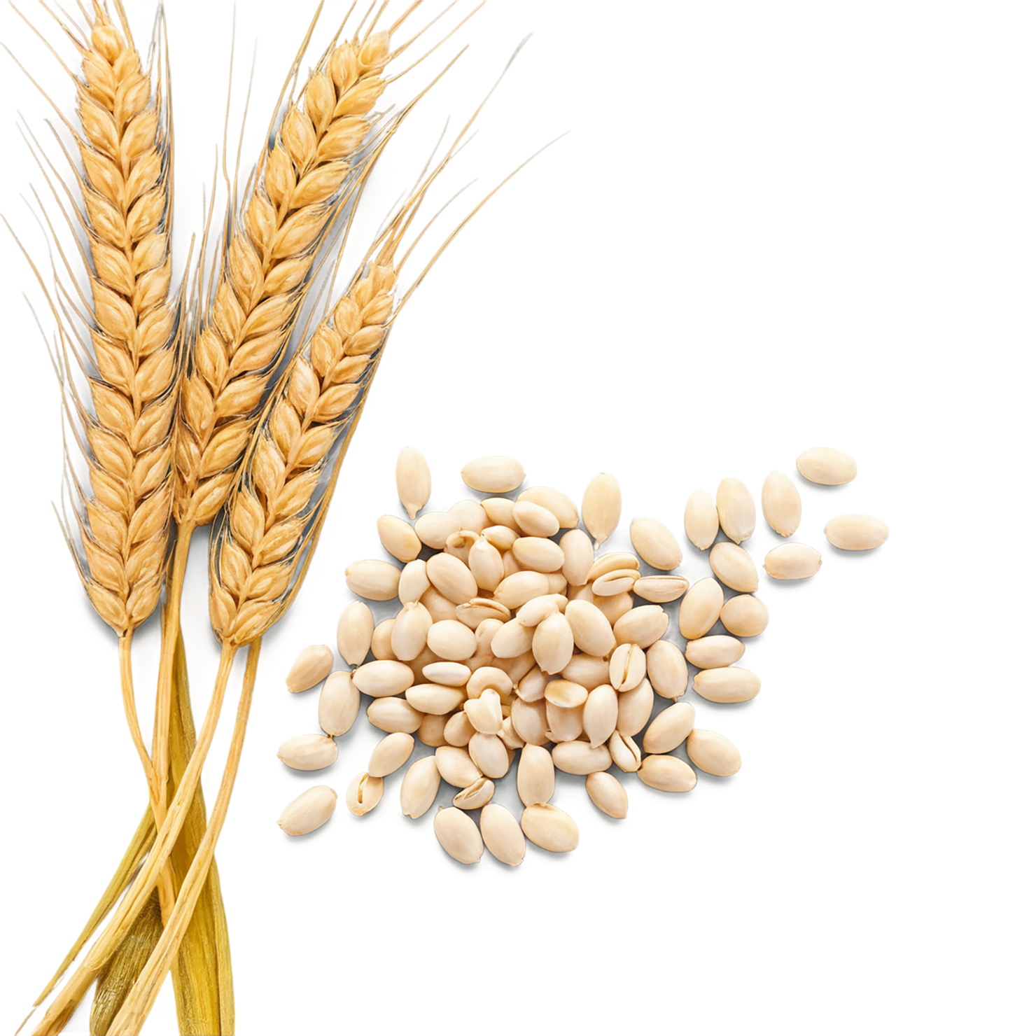 Wheat grains isolated on transparent background #5332