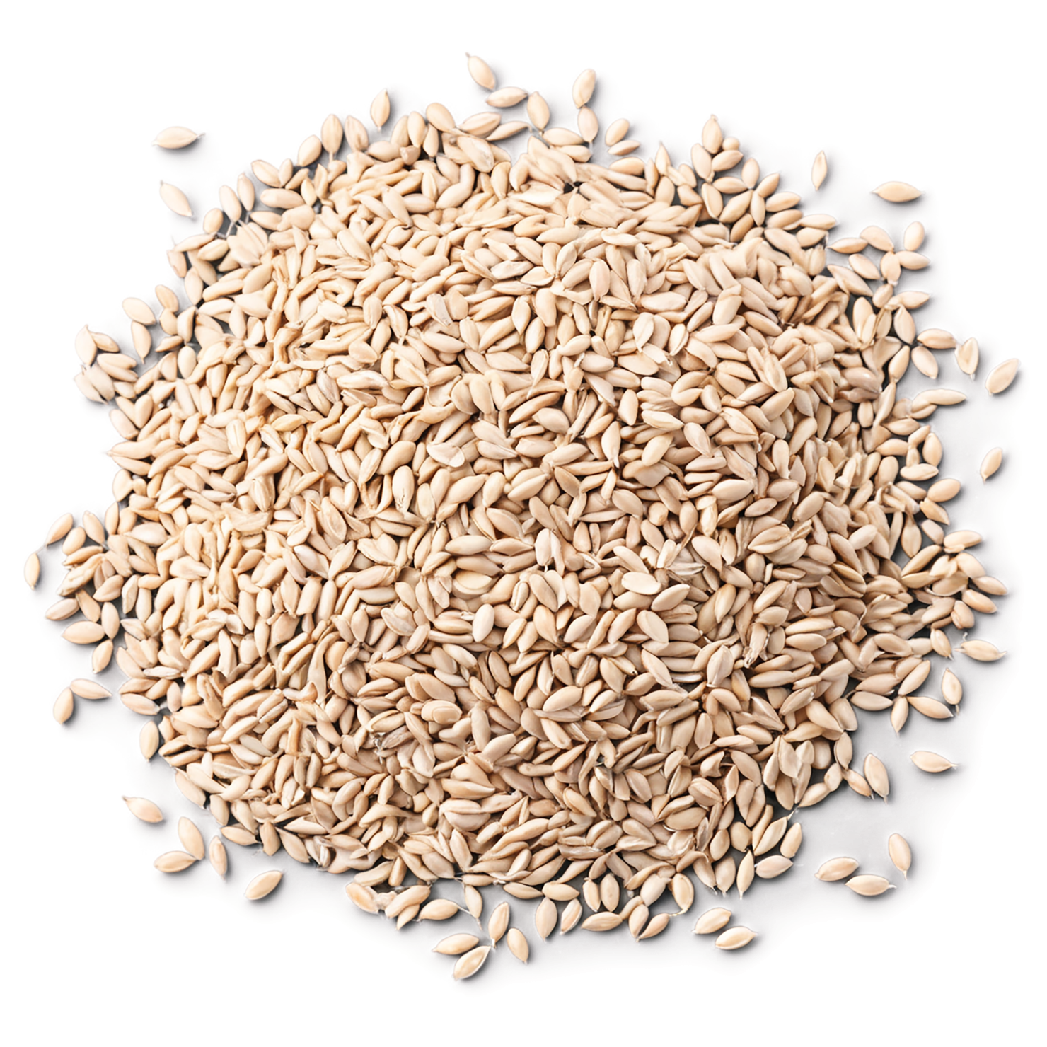Wheat grains isolated on transparent background #5334