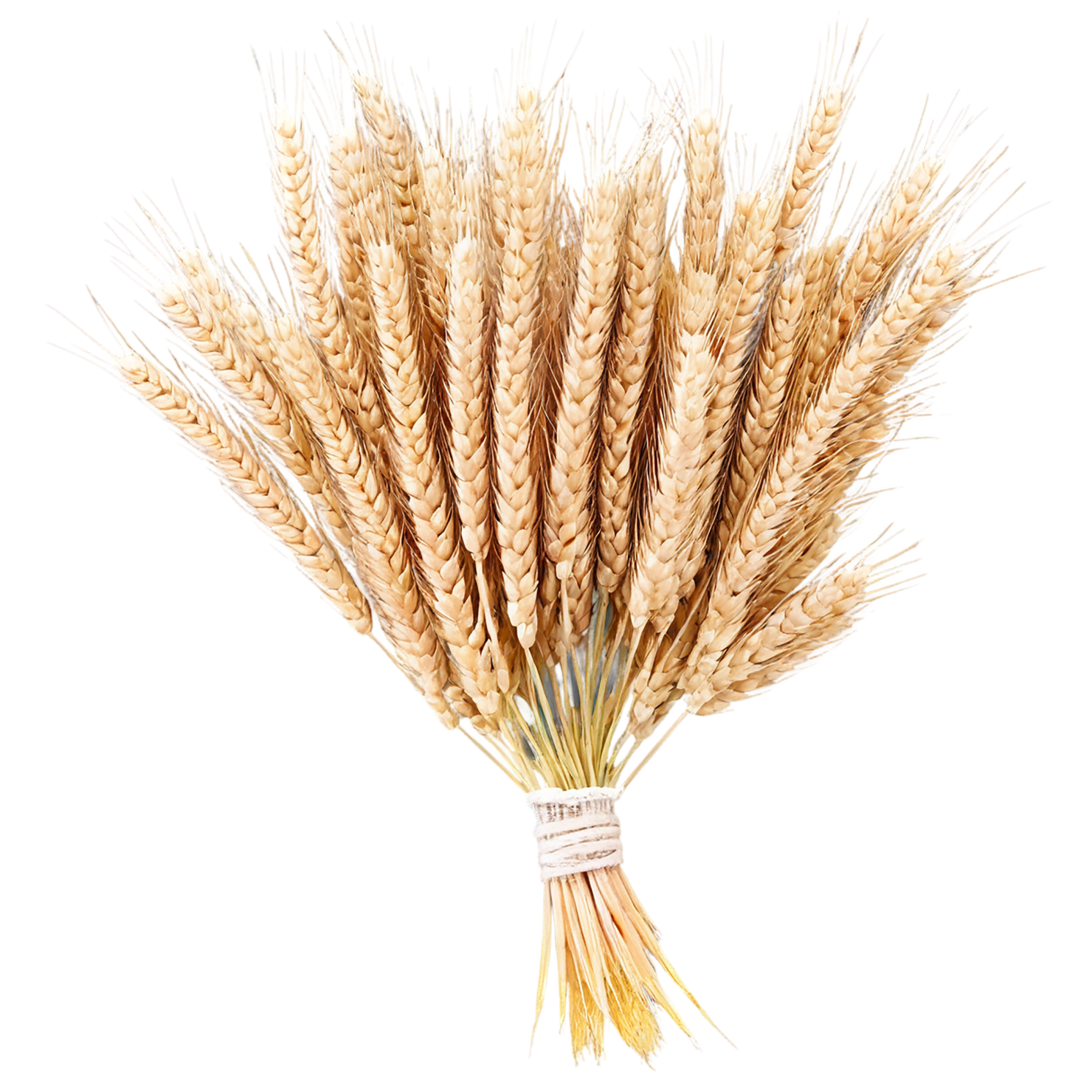 Wheat grains isolated on transparent background #5336