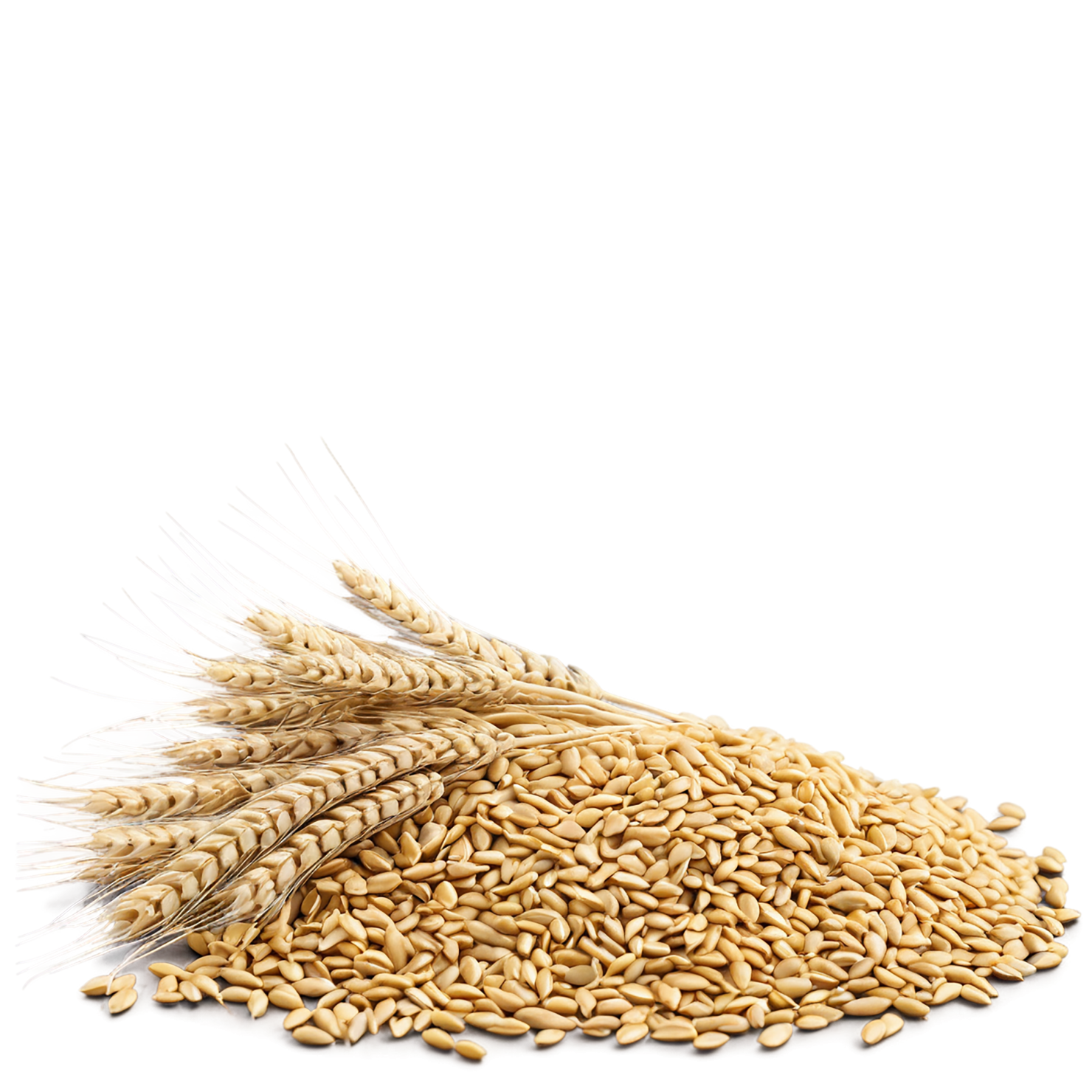 Wheat grains isolated on transparent background #5337