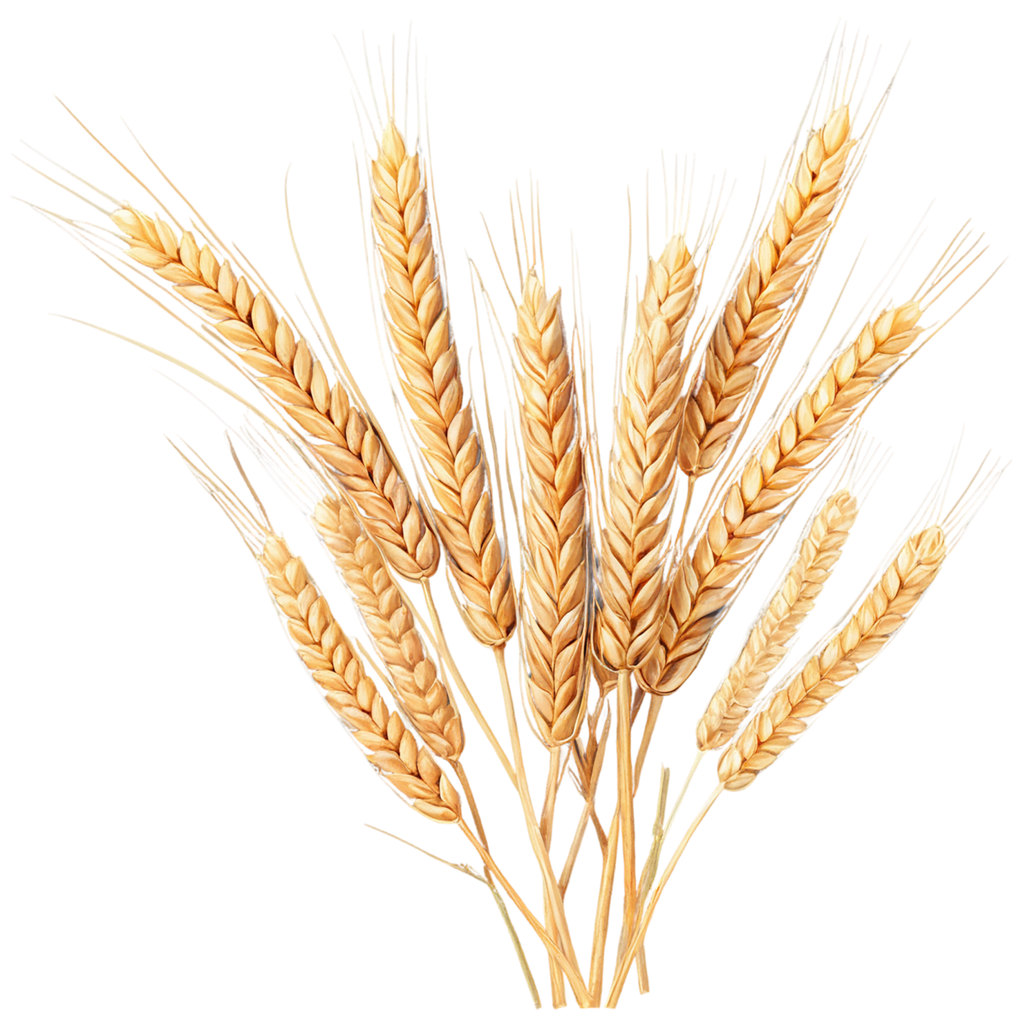 Wheat grains isolated on transparent background #5338