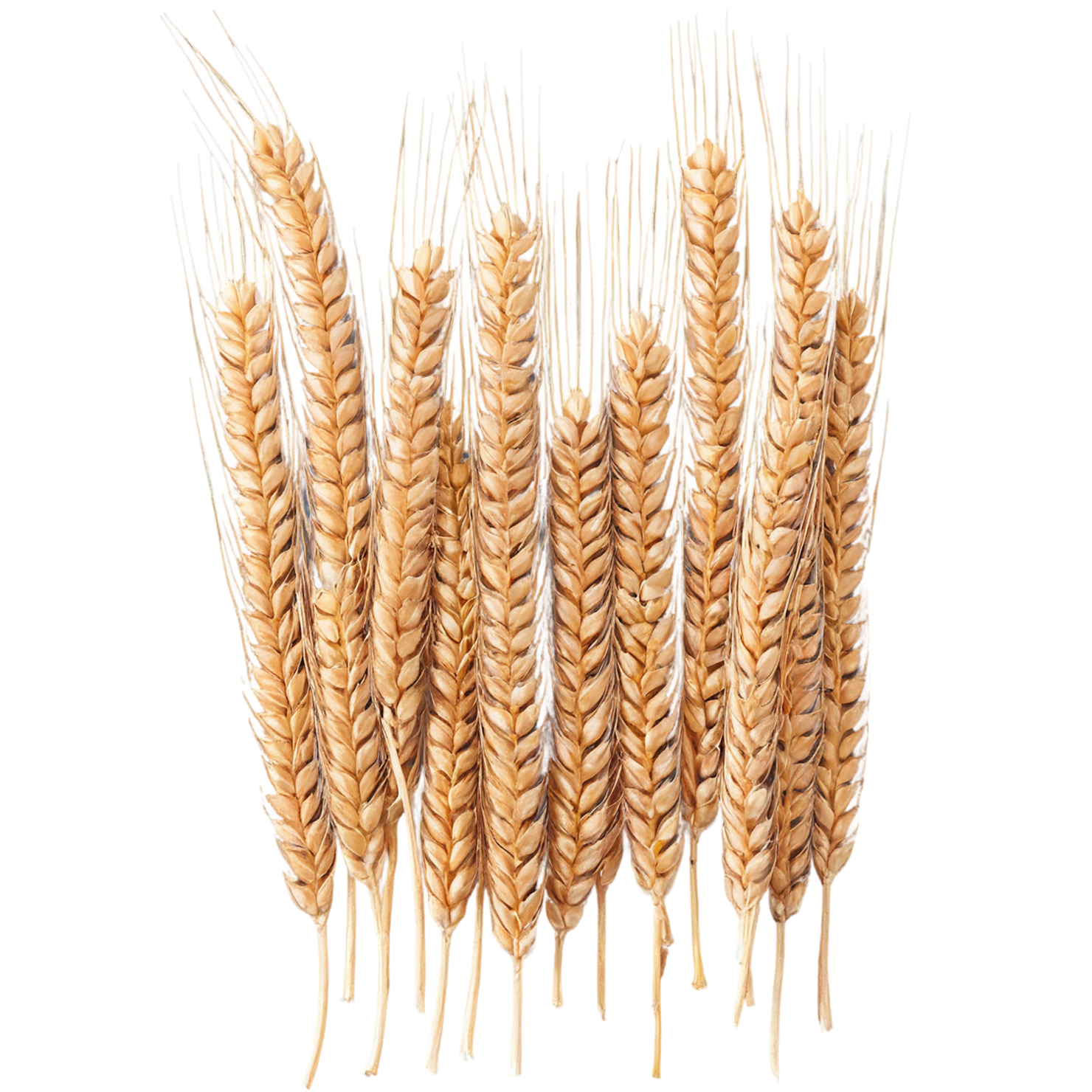 Wheat grains isolated on transparent background #5340