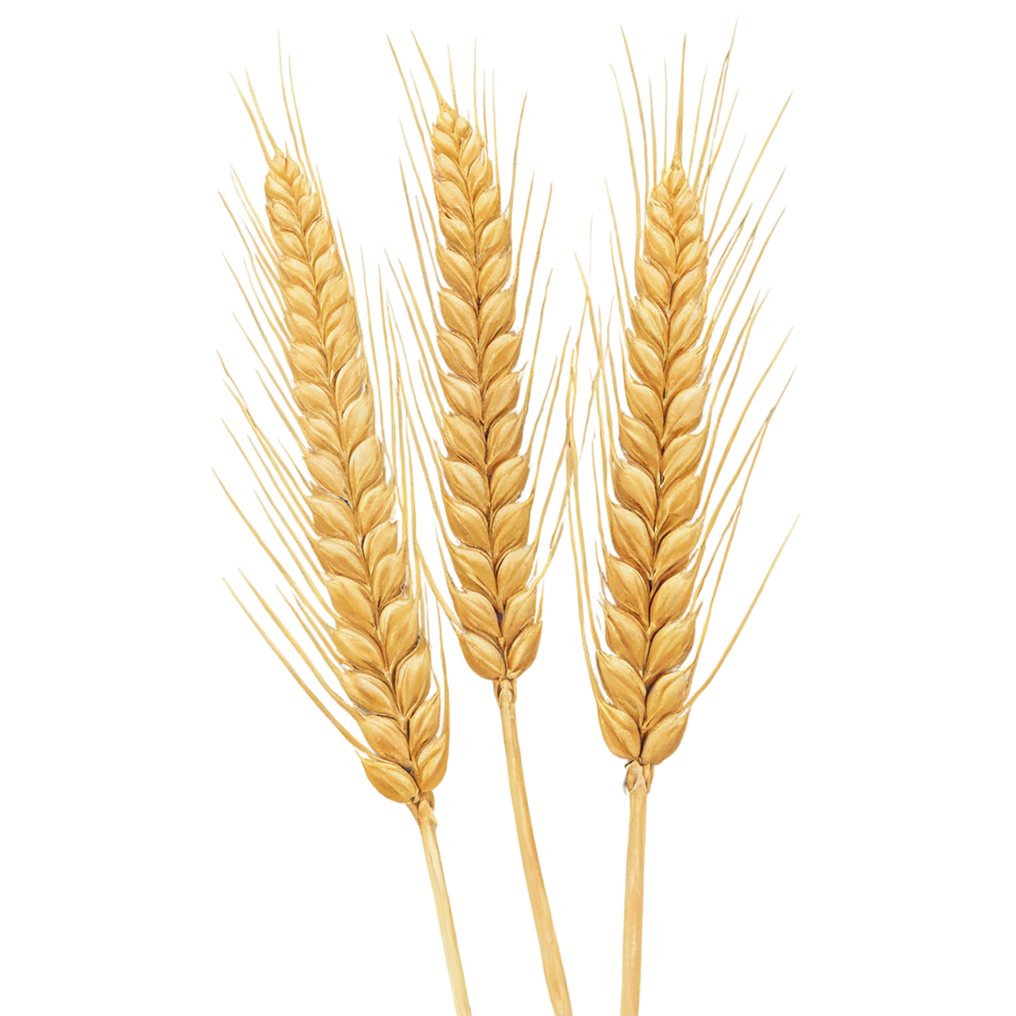 Wheat grains isolated on transparent background #5341