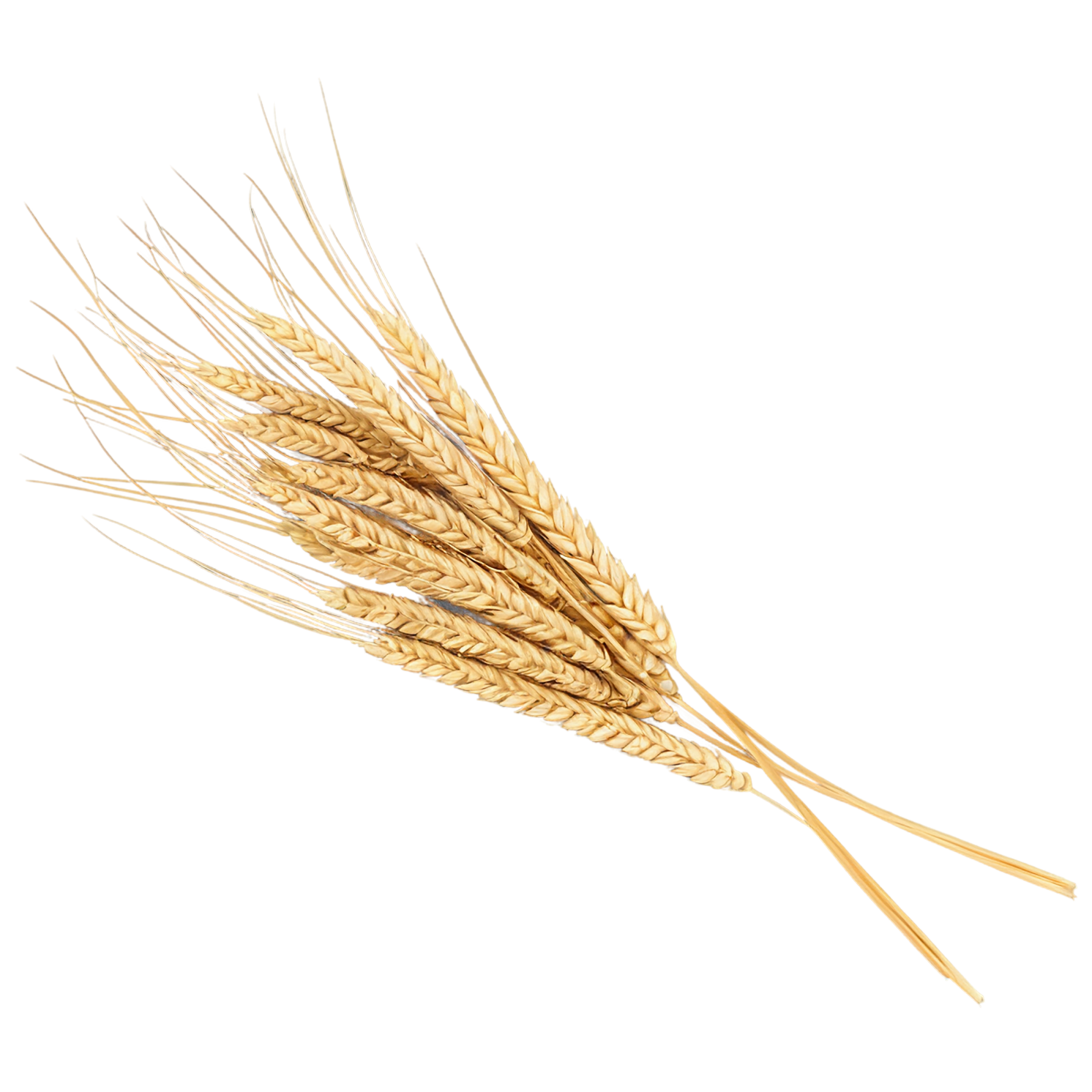 Wheat grains isolated on transparent background #5346