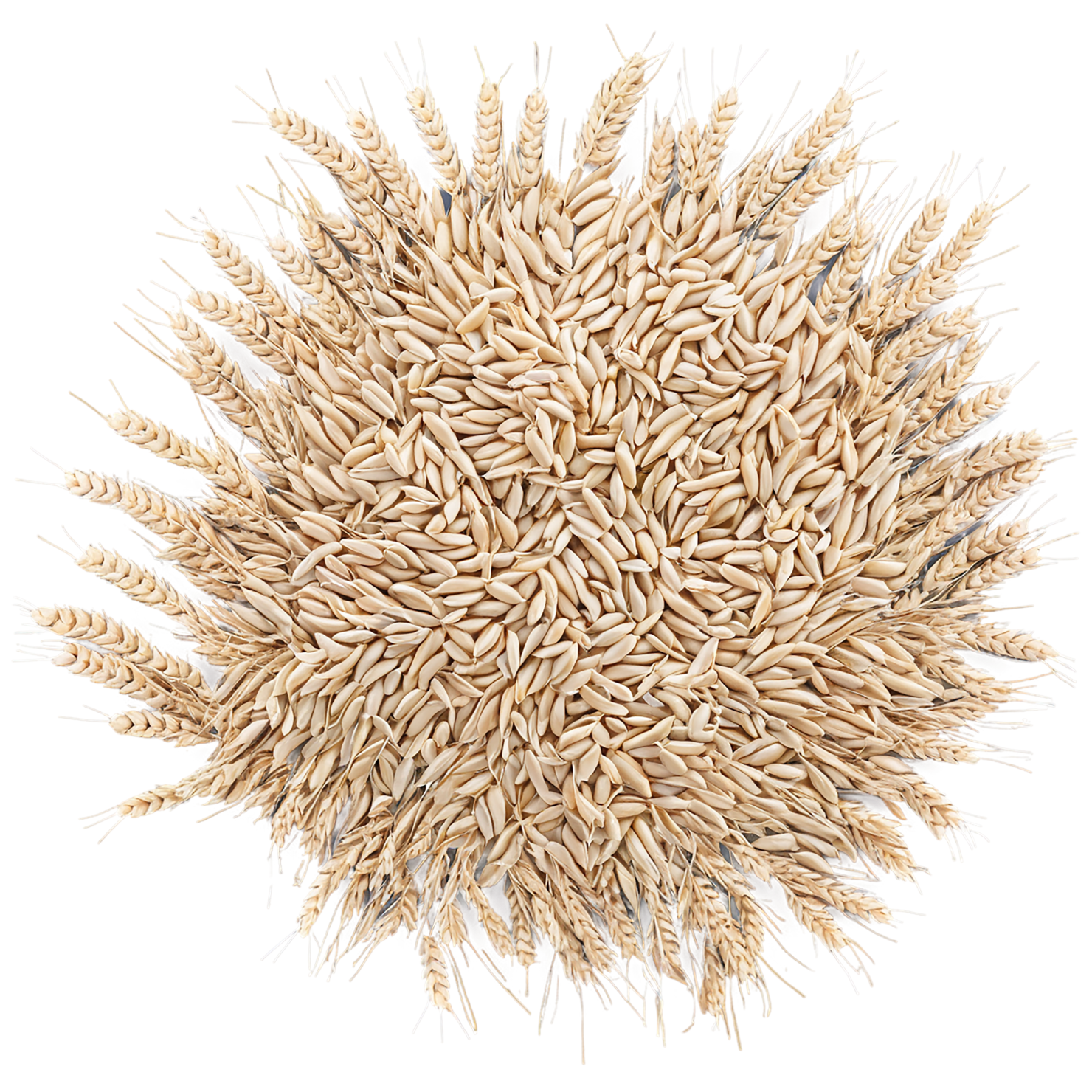 Wheat grains isolated on transparent background #5352