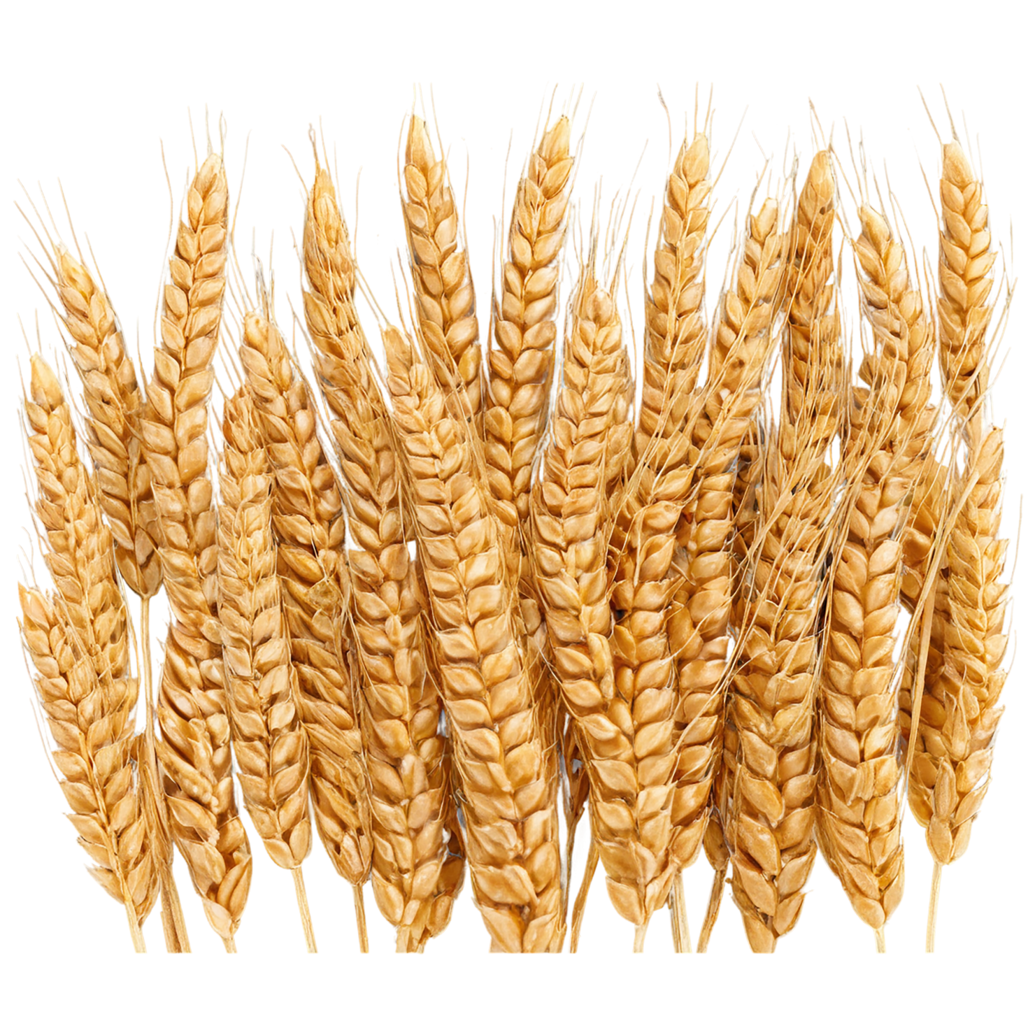 Wheat grains isolated on transparent background #5354