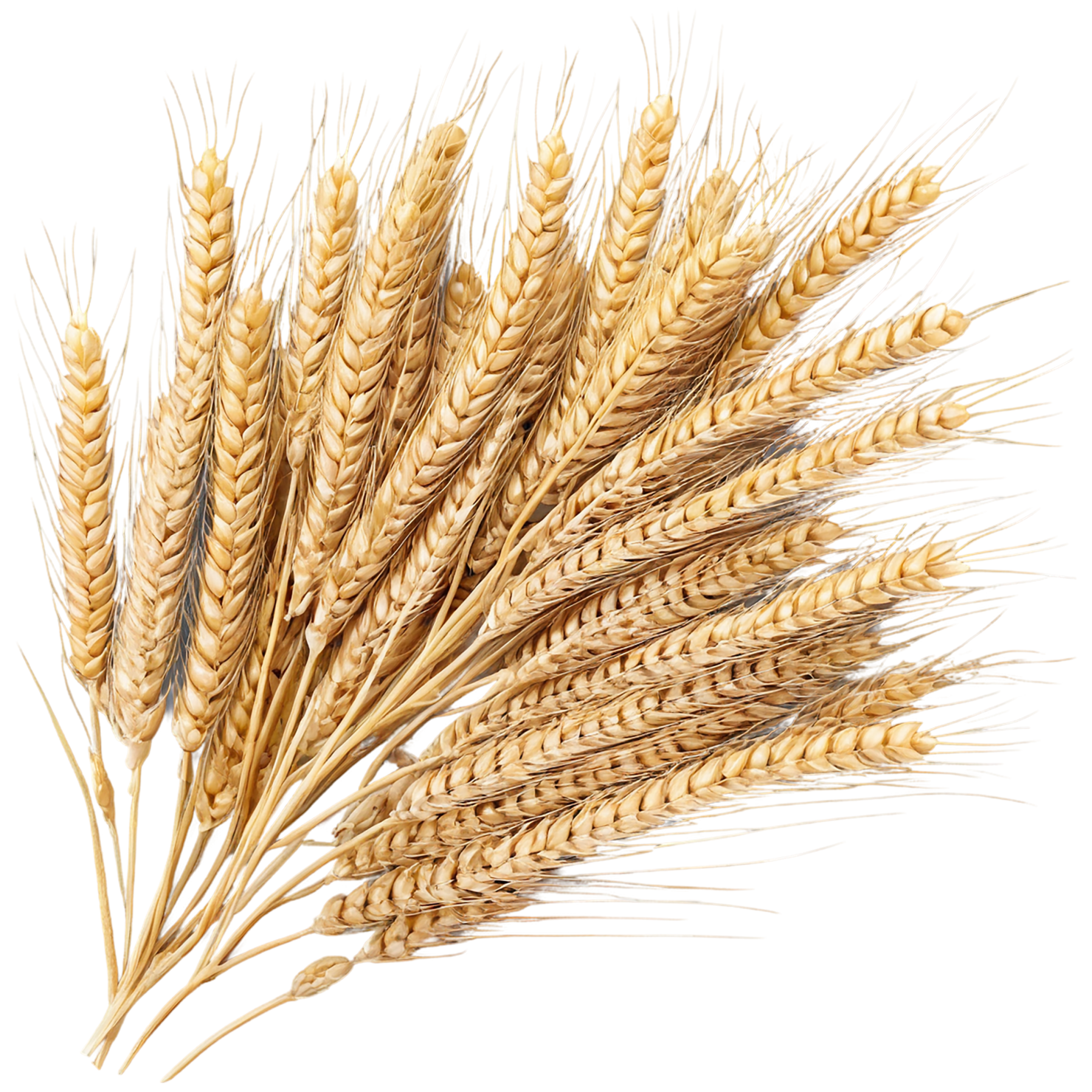 Wheat grains isolated on transparent background #5359