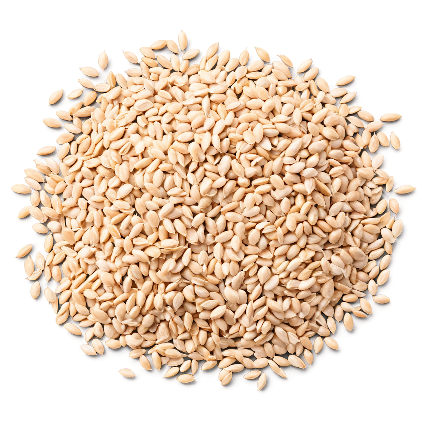 Wheat grains isolated on transparent background #5364