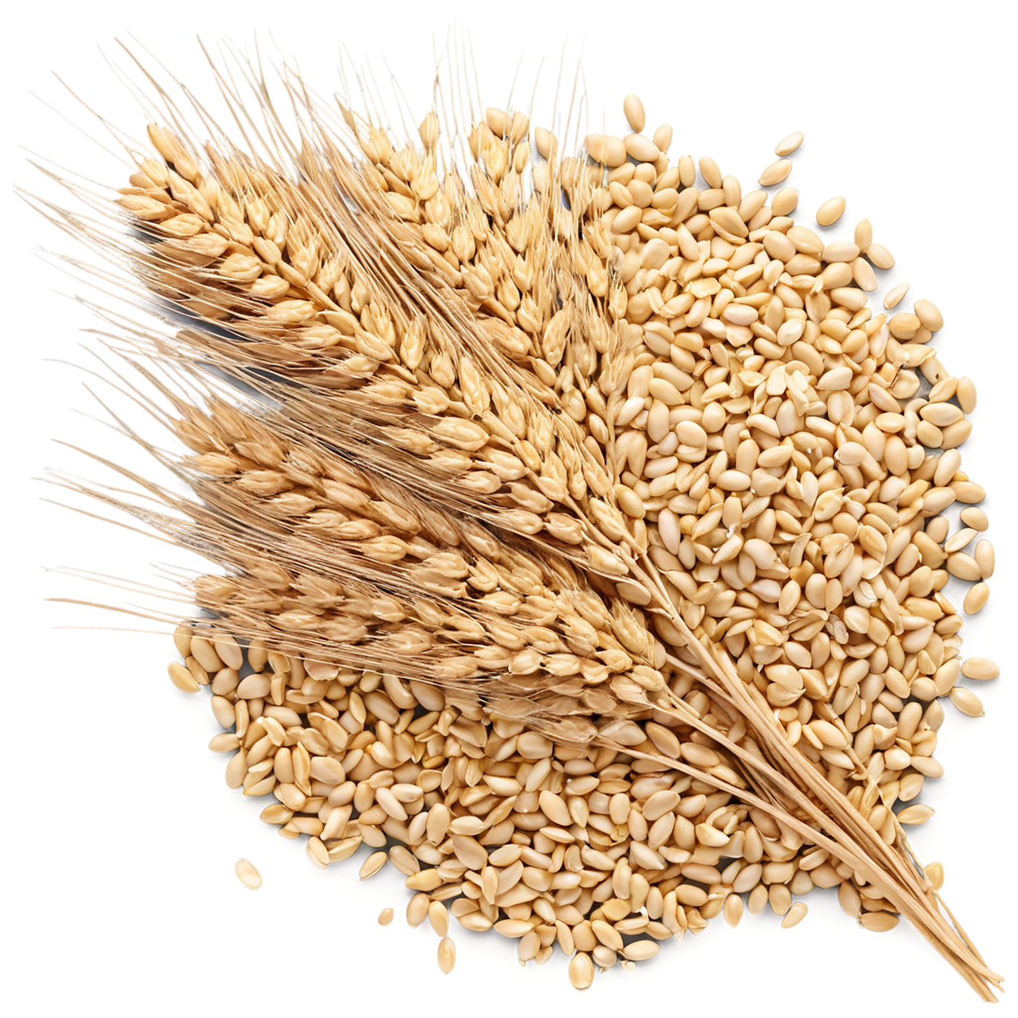 Wheat grains isolated on transparent background #5365