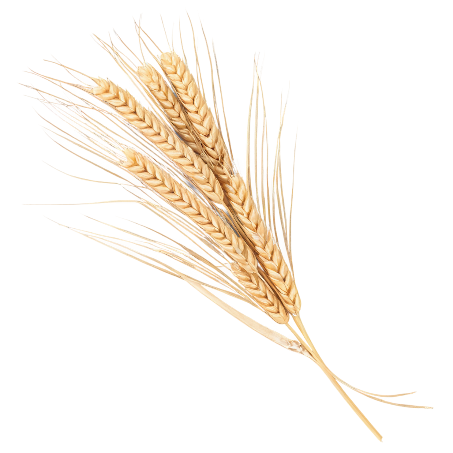 Wheat grains isolated on transparent background #5366