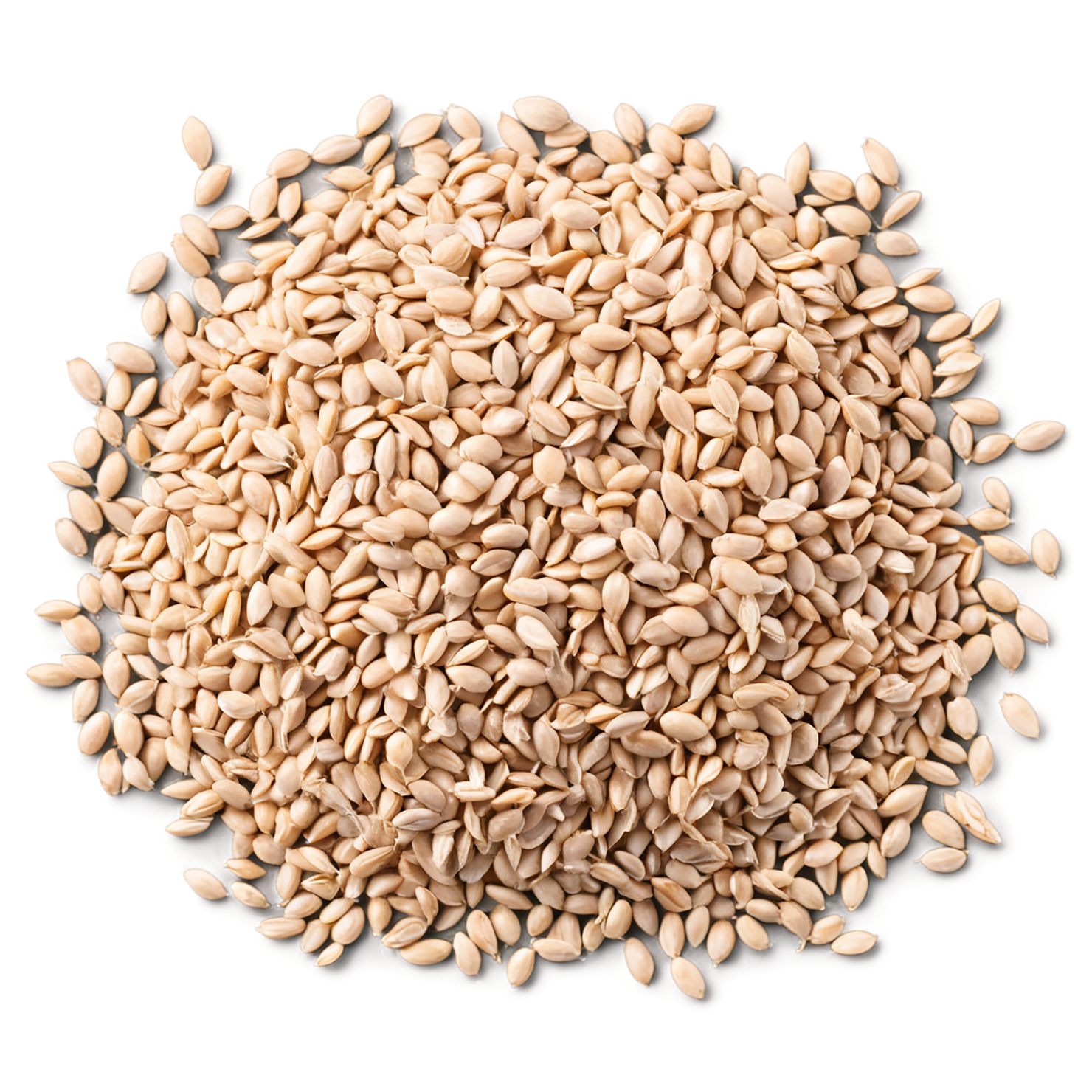 Wheat grains isolated on transparent background #5369