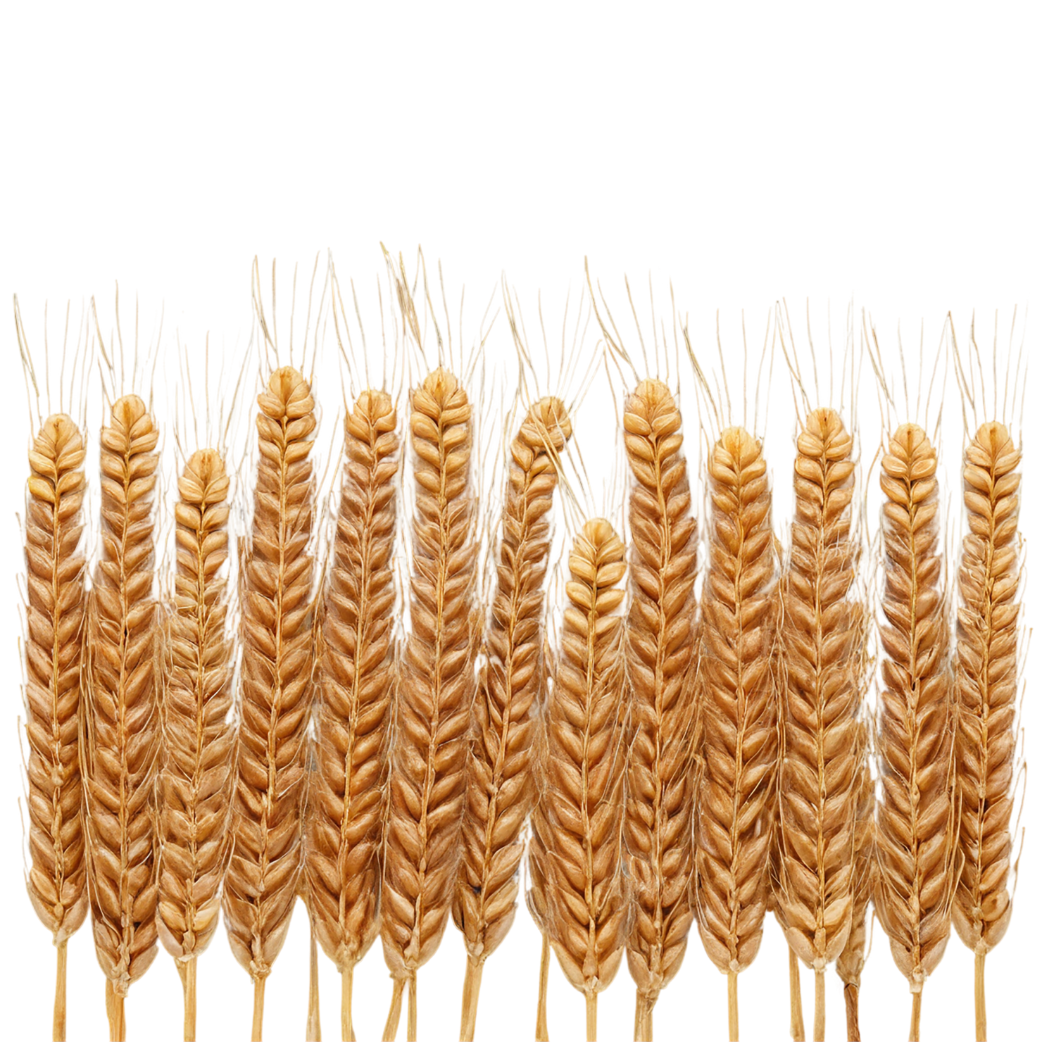 Wheat grains isolated on transparent background #5371