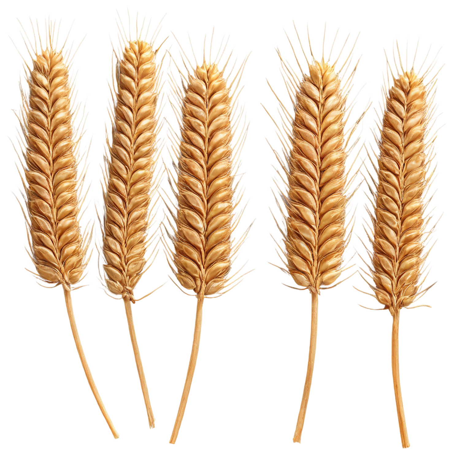 Wheat grains isolated on transparent background #5372