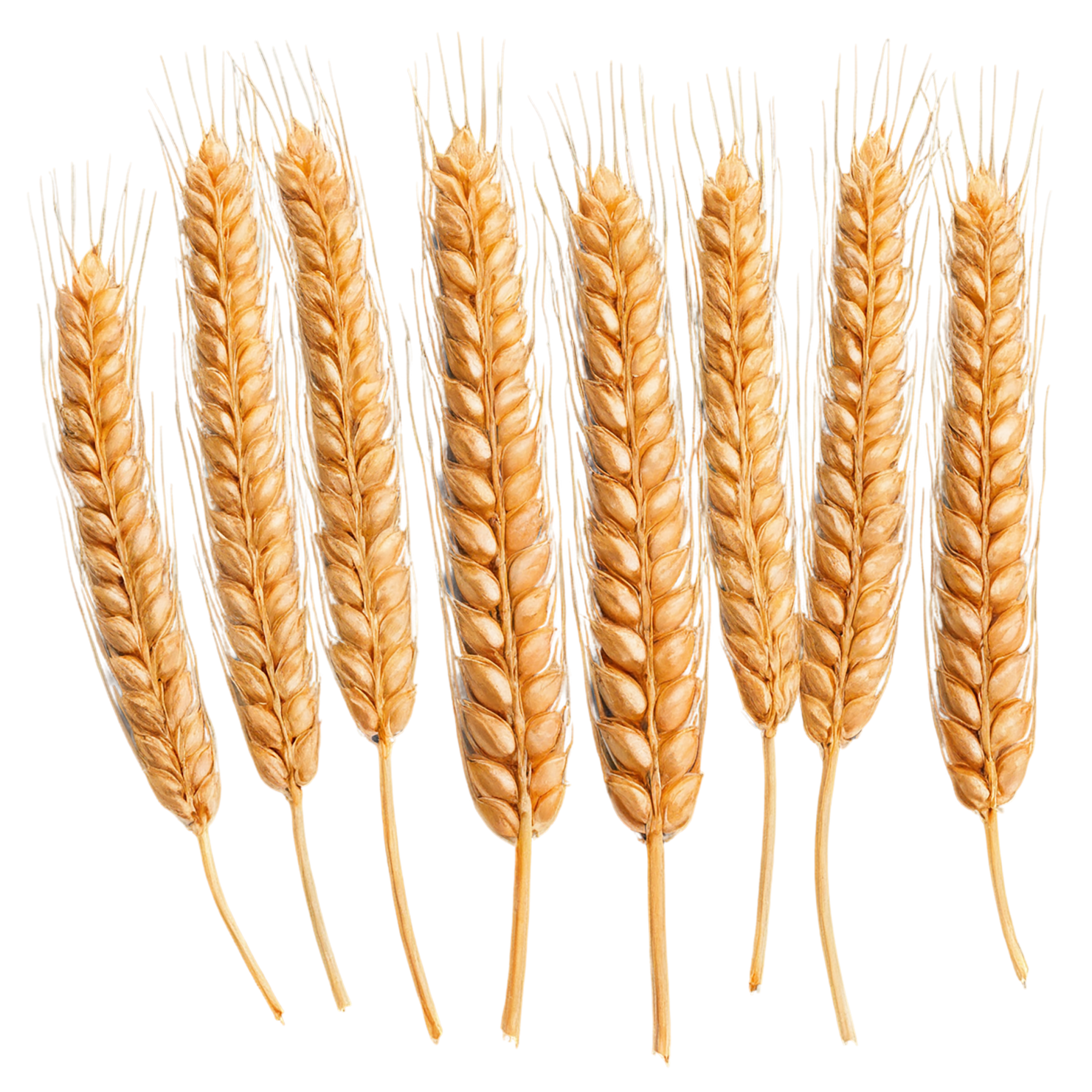Wheat grains isolated on transparent background #5373