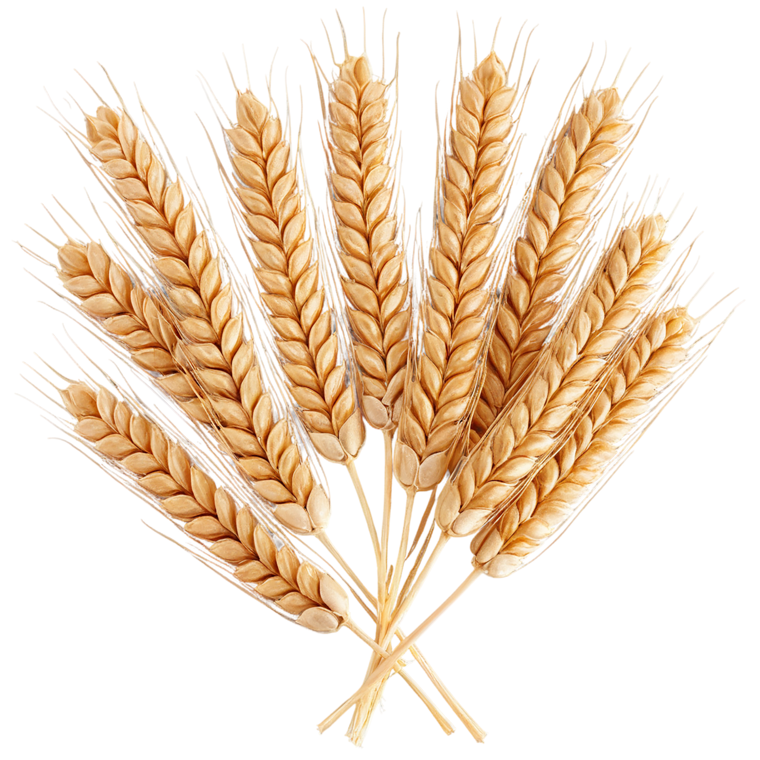 Wheat grains isolated on transparent background #5374