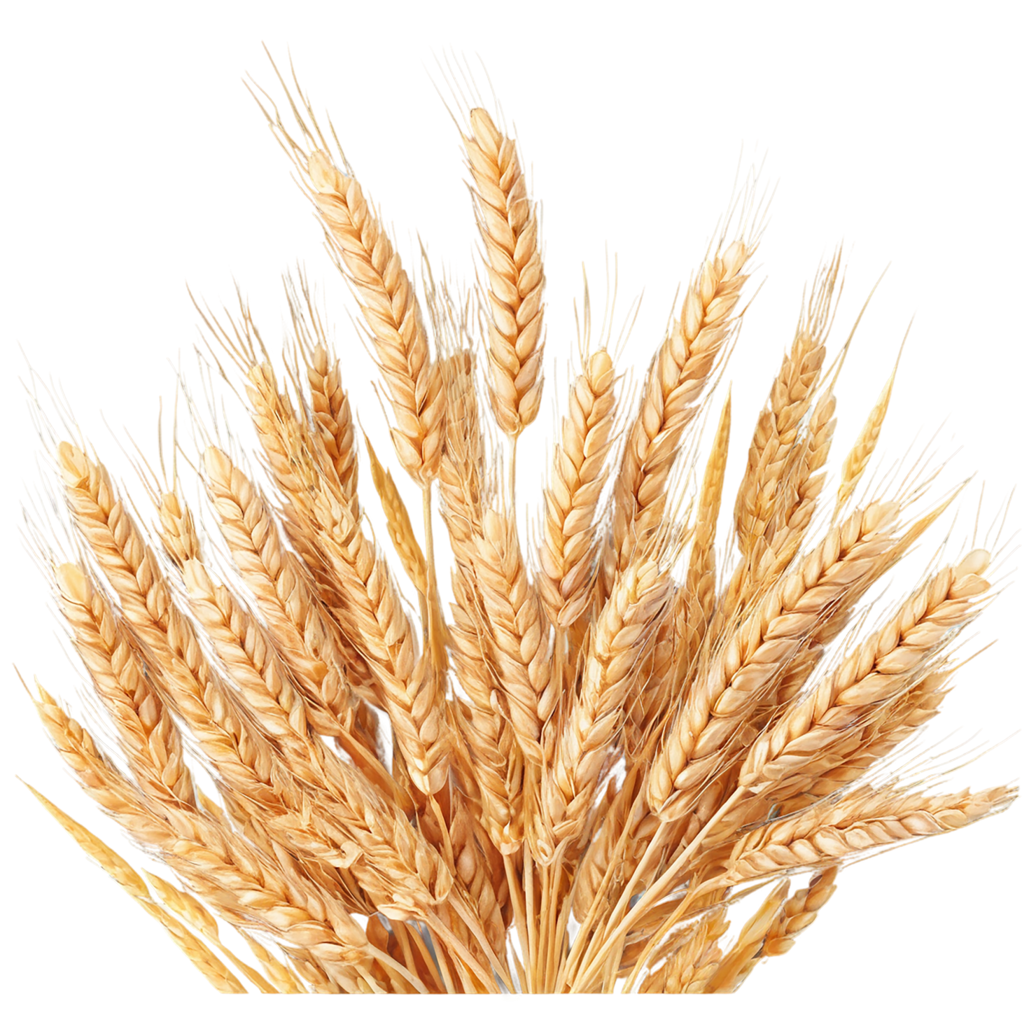 Wheat grains isolated on transparent background #5375