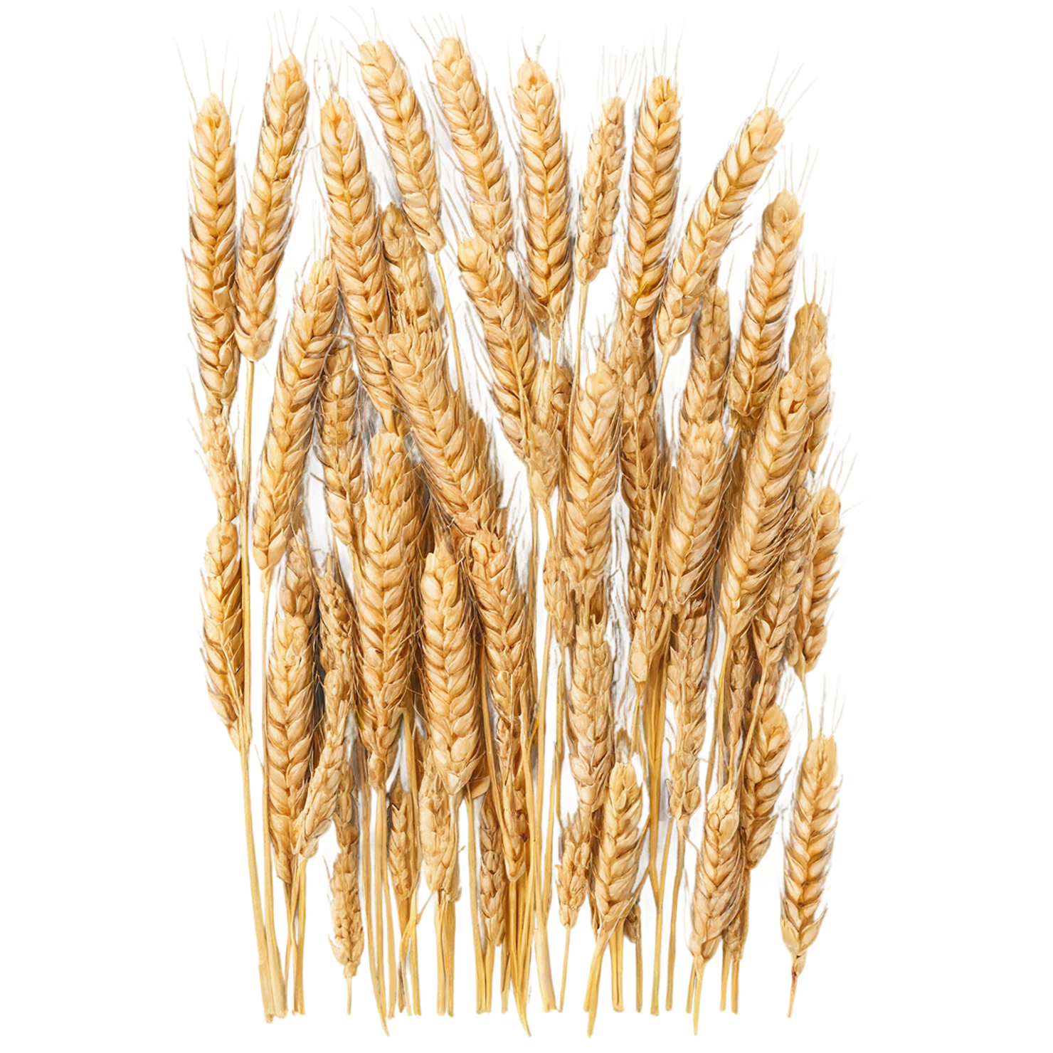 Wheat grains isolated on transparent background #5377
