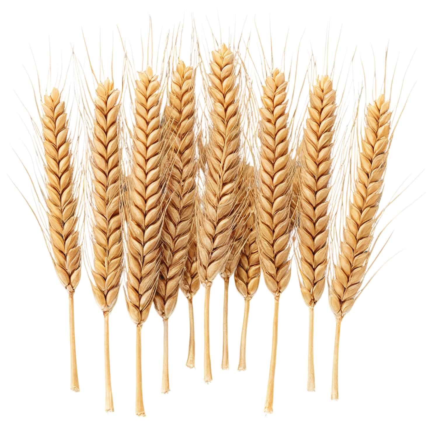Wheat grains isolated on transparent background #5383